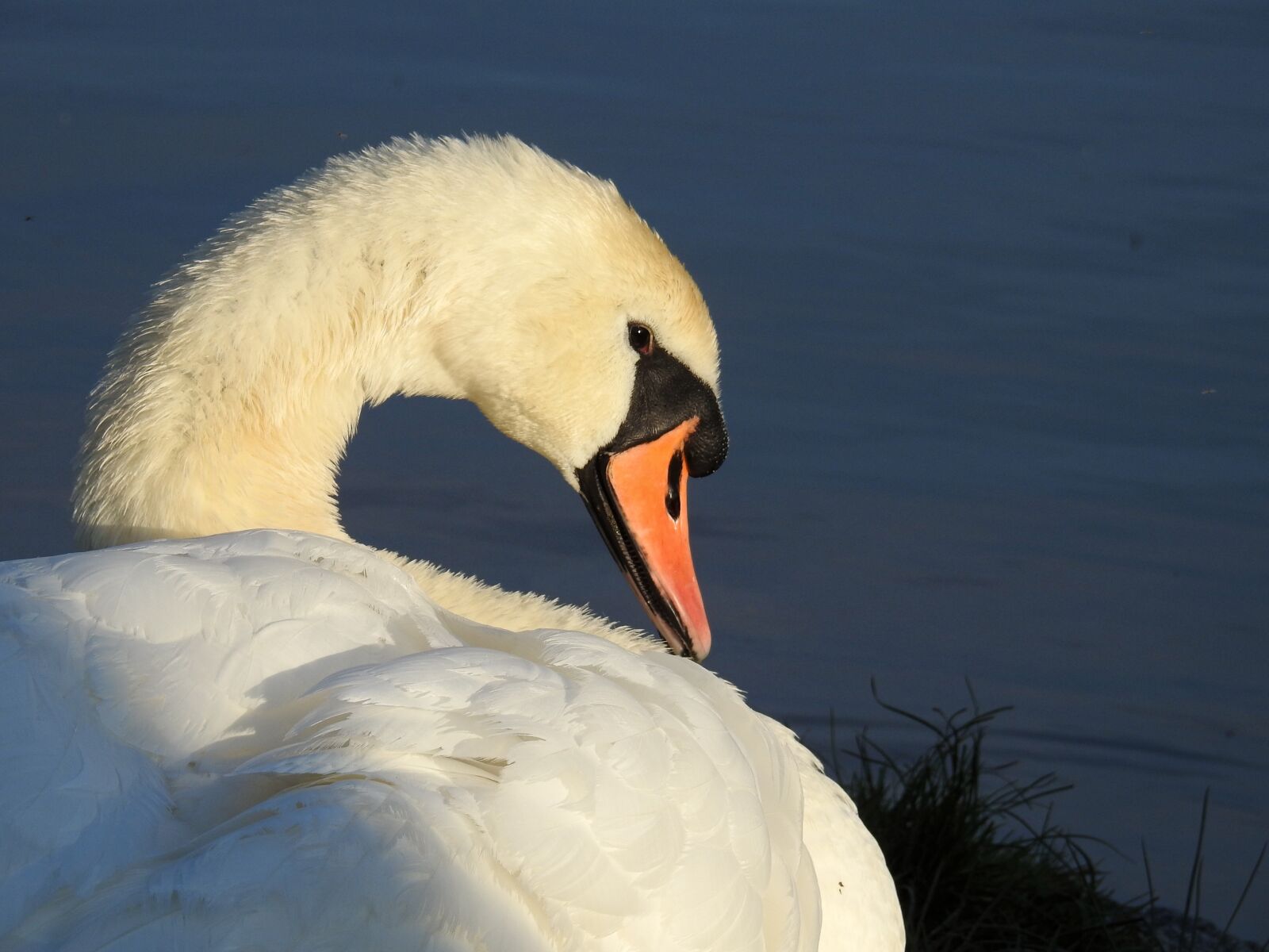 Nikon Coolpix P900 sample photo. Swan, bird water bird photography