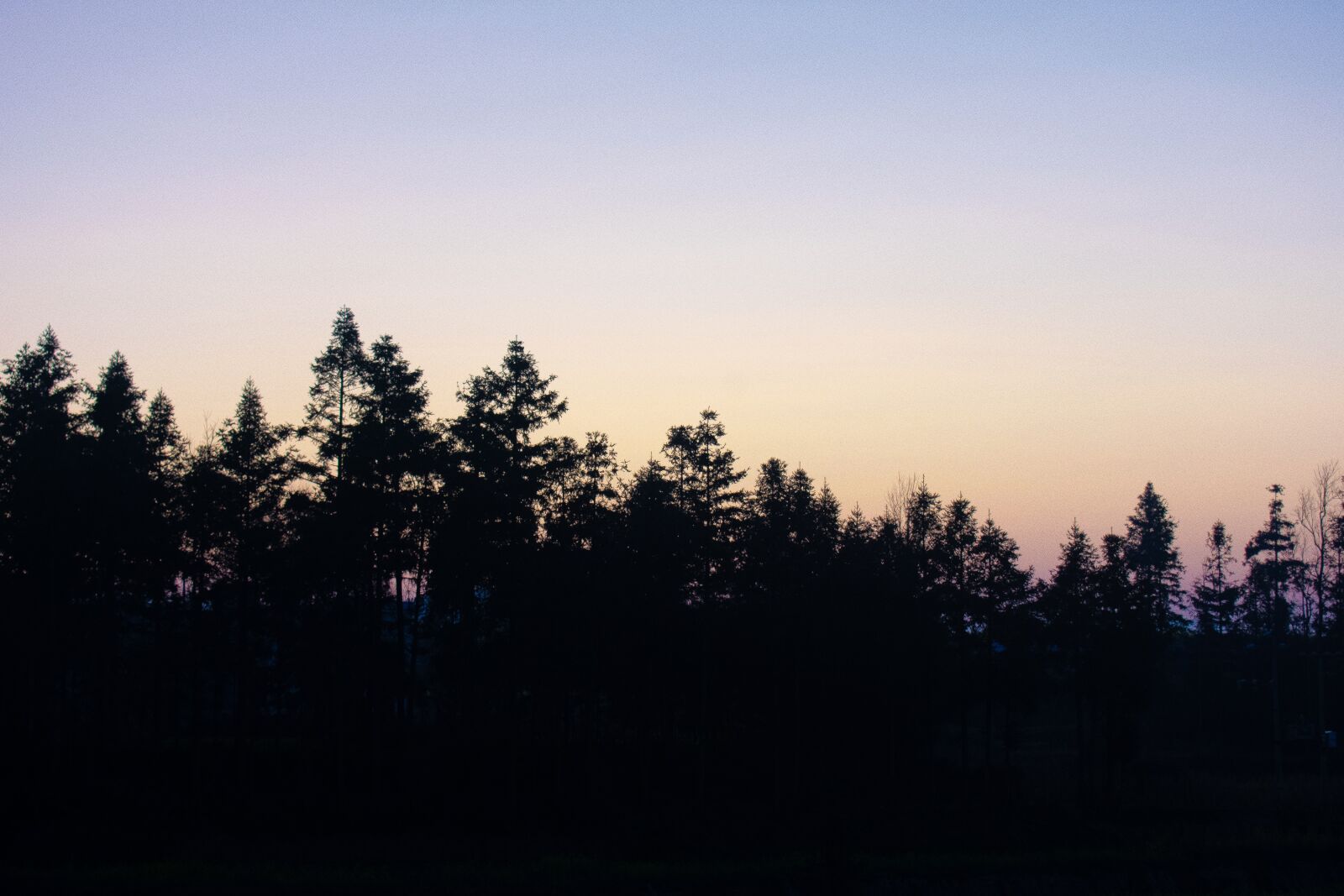 Nikon D3400 sample photo. Silhouette, tree, woods photography
