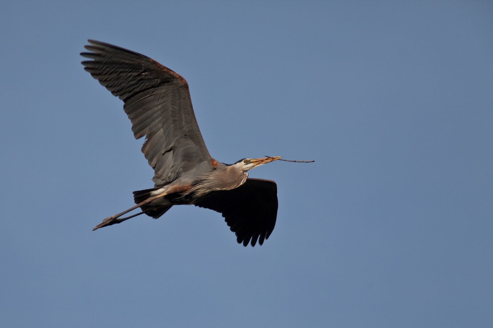 Canon EF 300mm F4L IS USM sample photo. Great blue heron, flying photography