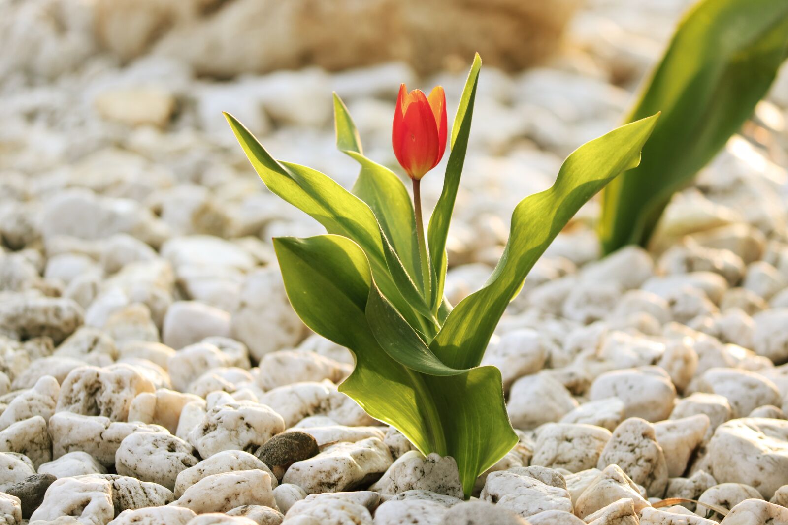 Canon EOS 200D (EOS Rebel SL2 / EOS Kiss X9) sample photo. Tulip, stones, garden photography