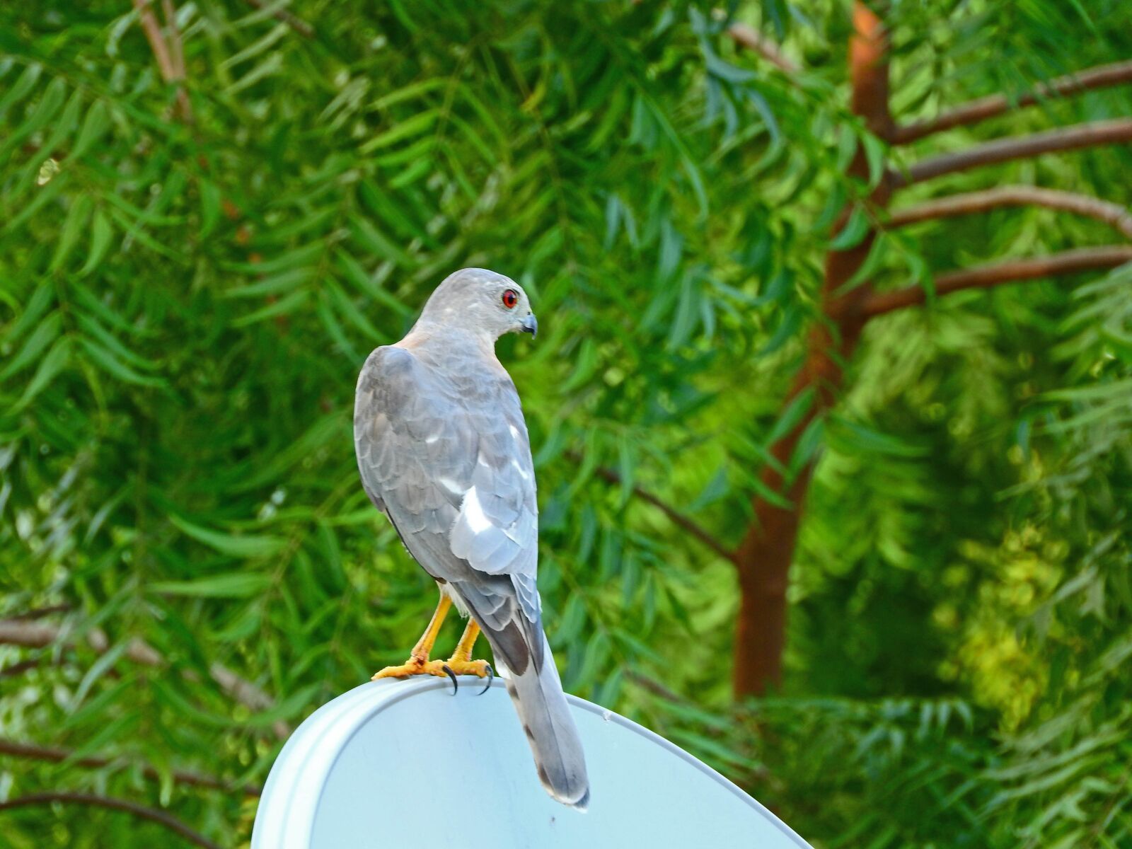Nikon Coolpix P610 sample photo. Hawk, wild, predator photography