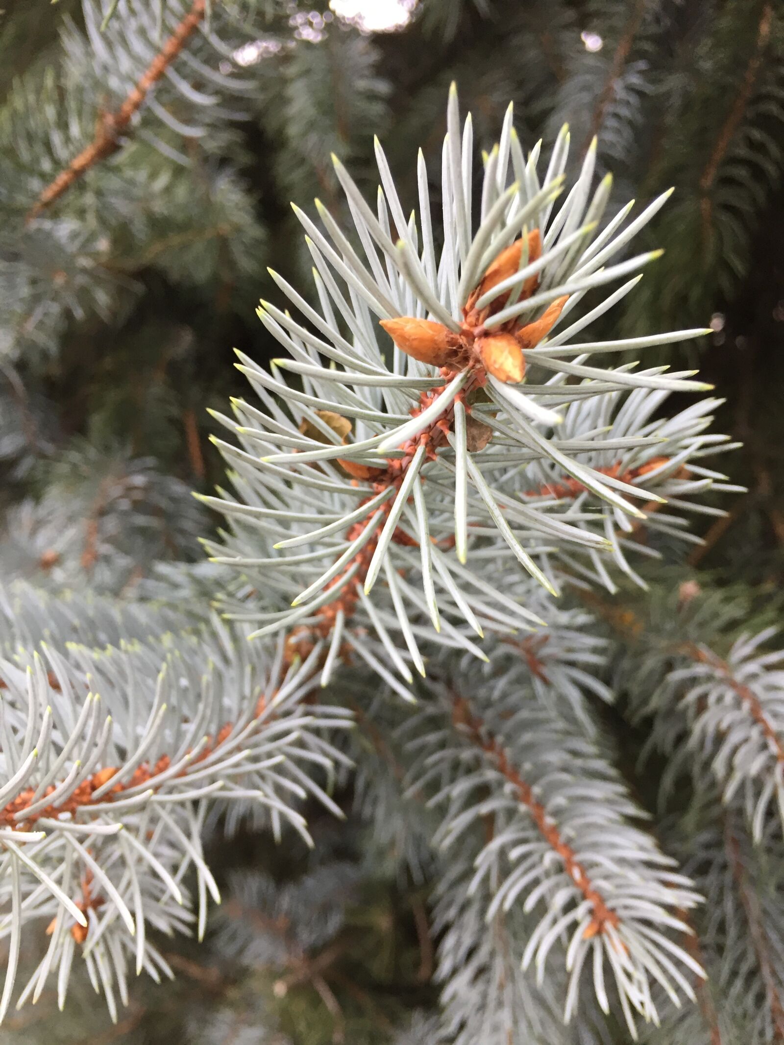 Apple iPhone 6 sample photo. Blue, spruce, nature photography