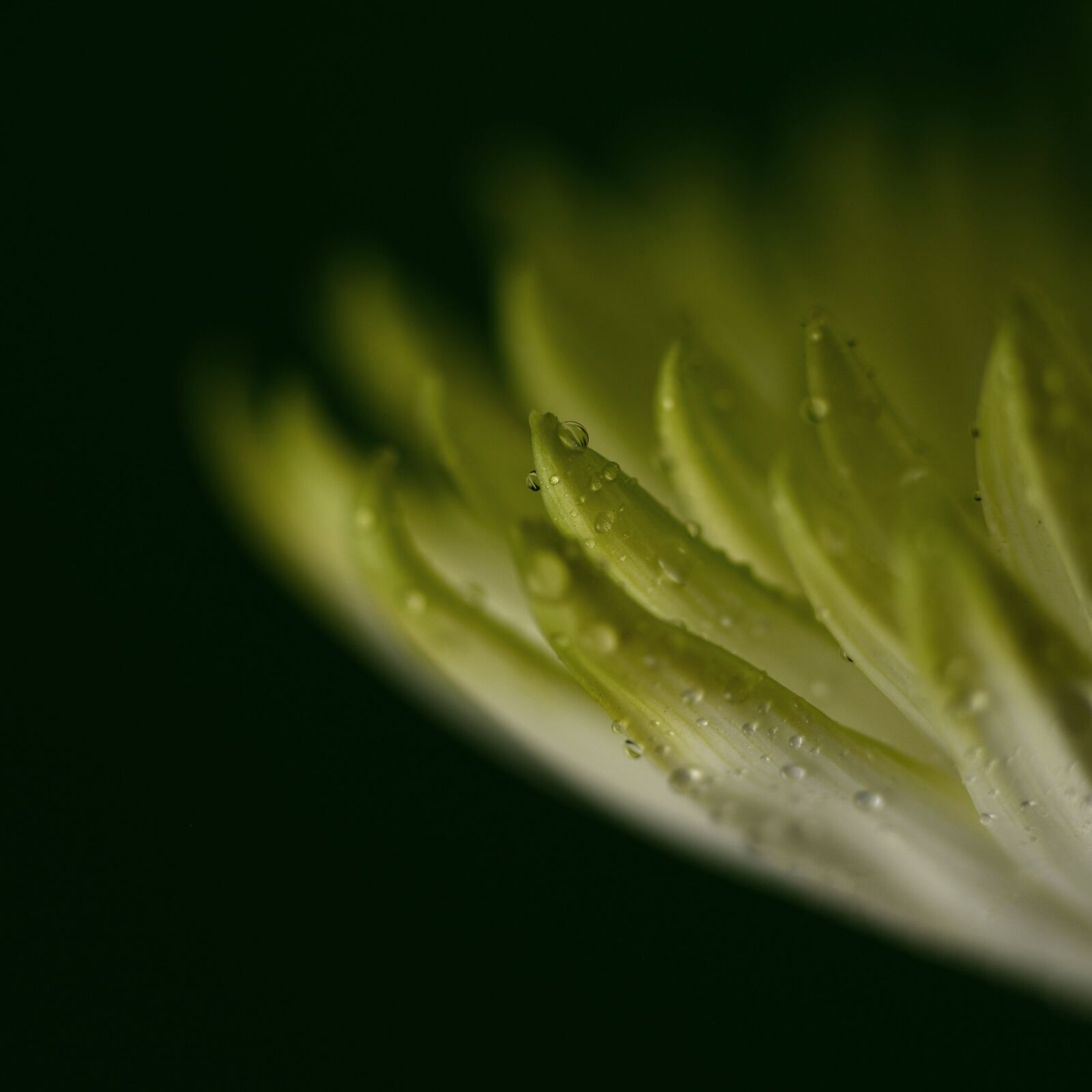 Nikon D610 sample photo. Dew, flower, green photography