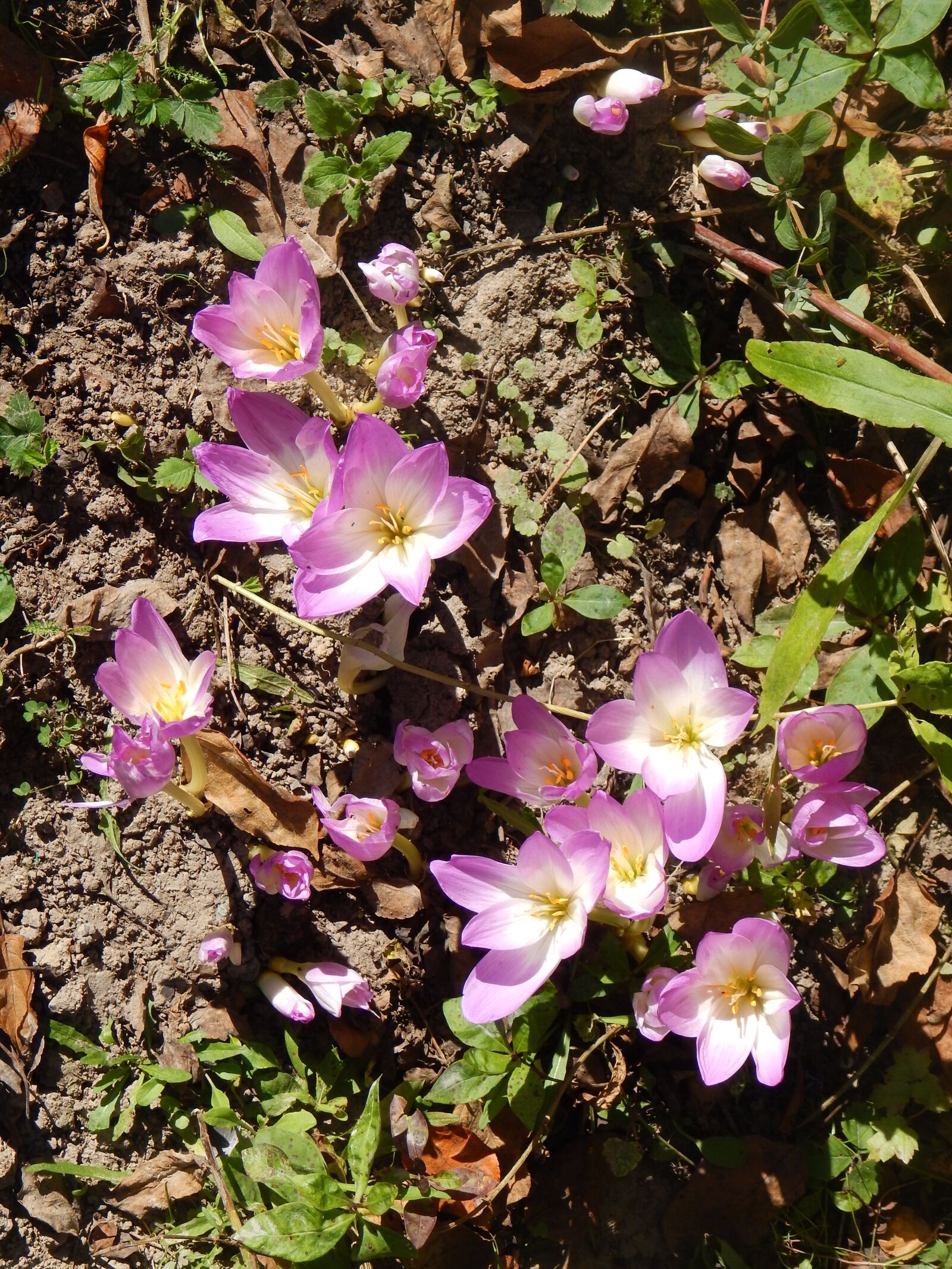 Nikon Coolpix L830 sample photo. Crocuses, flowers, autumn photography