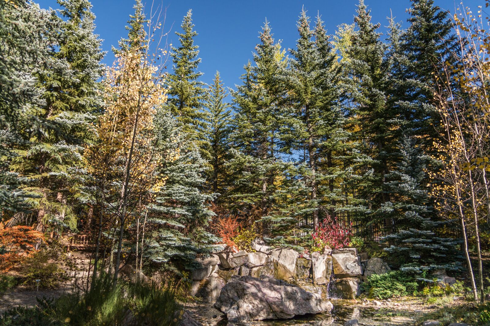 Sony a7R II + Sony FE 24-240mm F3.5-6.3 OSS sample photo. Vail, colorado, forest photography
