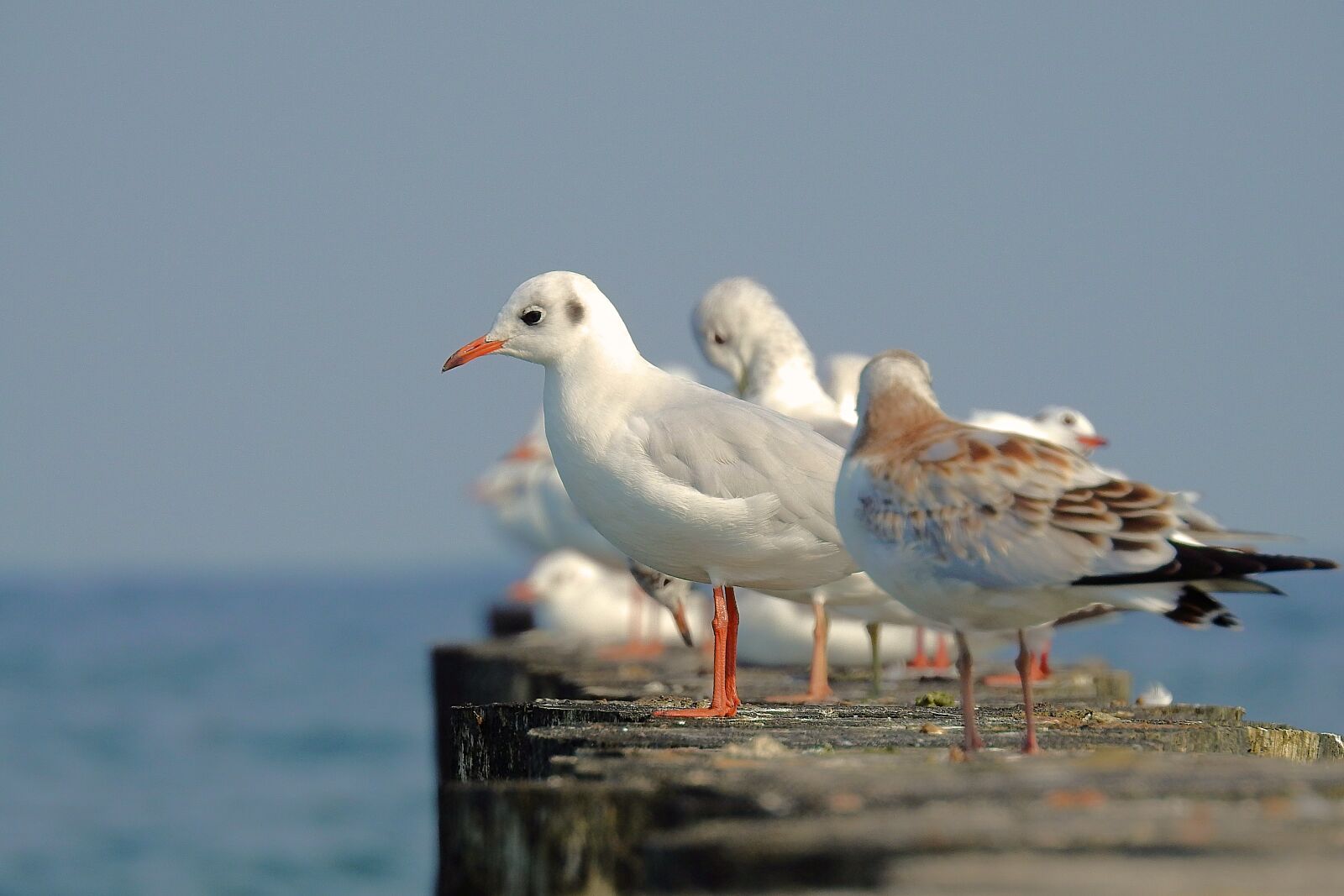 Nikon Coolpix P900 sample photo. The seagulls, the baltic photography
