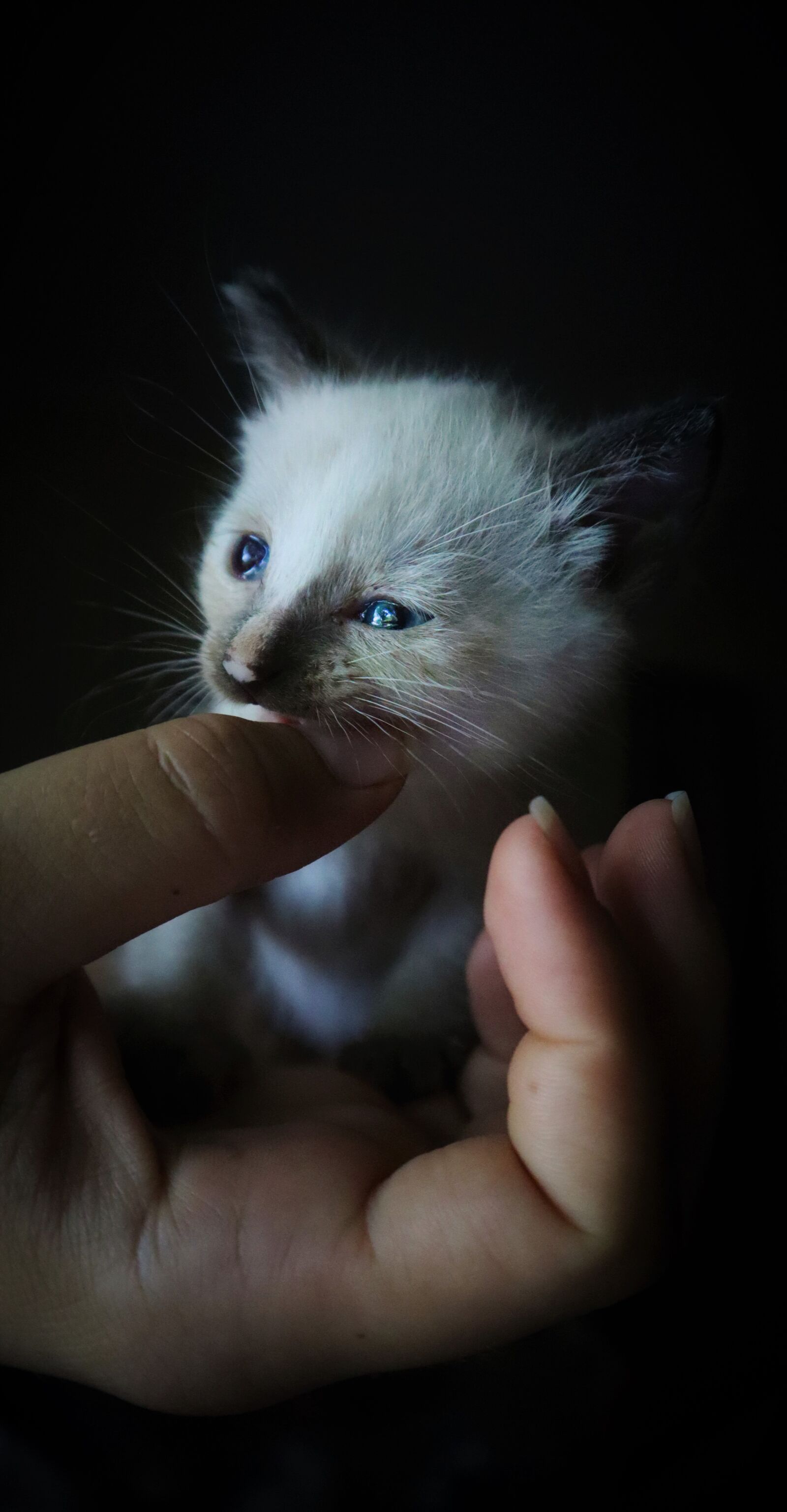 Canon EF-M 15-45mm F3.5-6.3 IS STM sample photo. Cat, kitten, pet photography