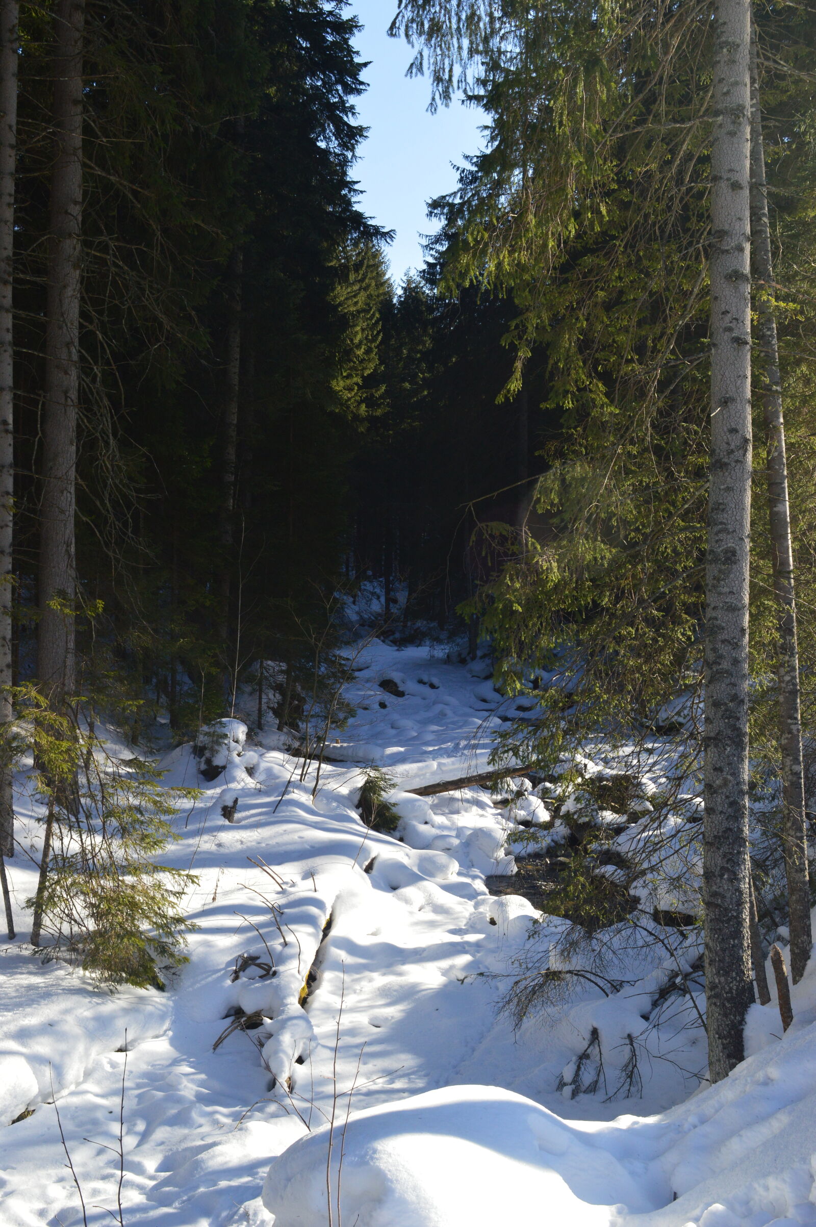 Nikon D3200 sample photo. Snow, trees photography