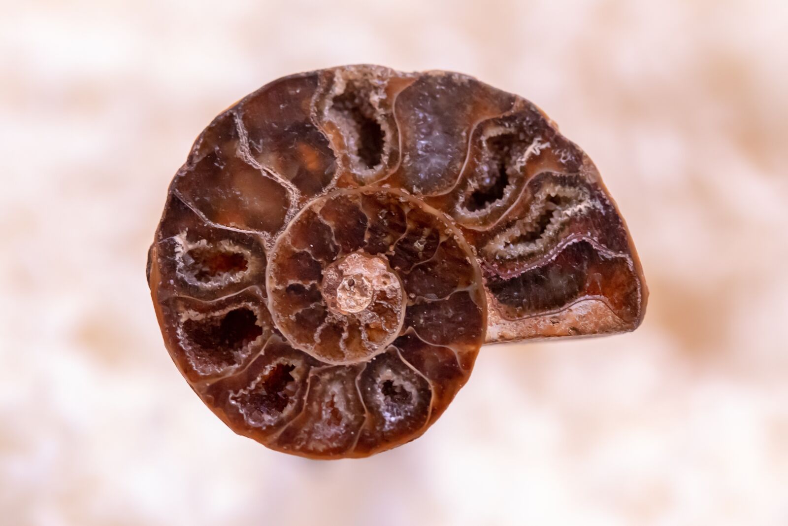 Canon EF-S 60mm F2.8 Macro USM sample photo. Snail, petrified, spiral photography