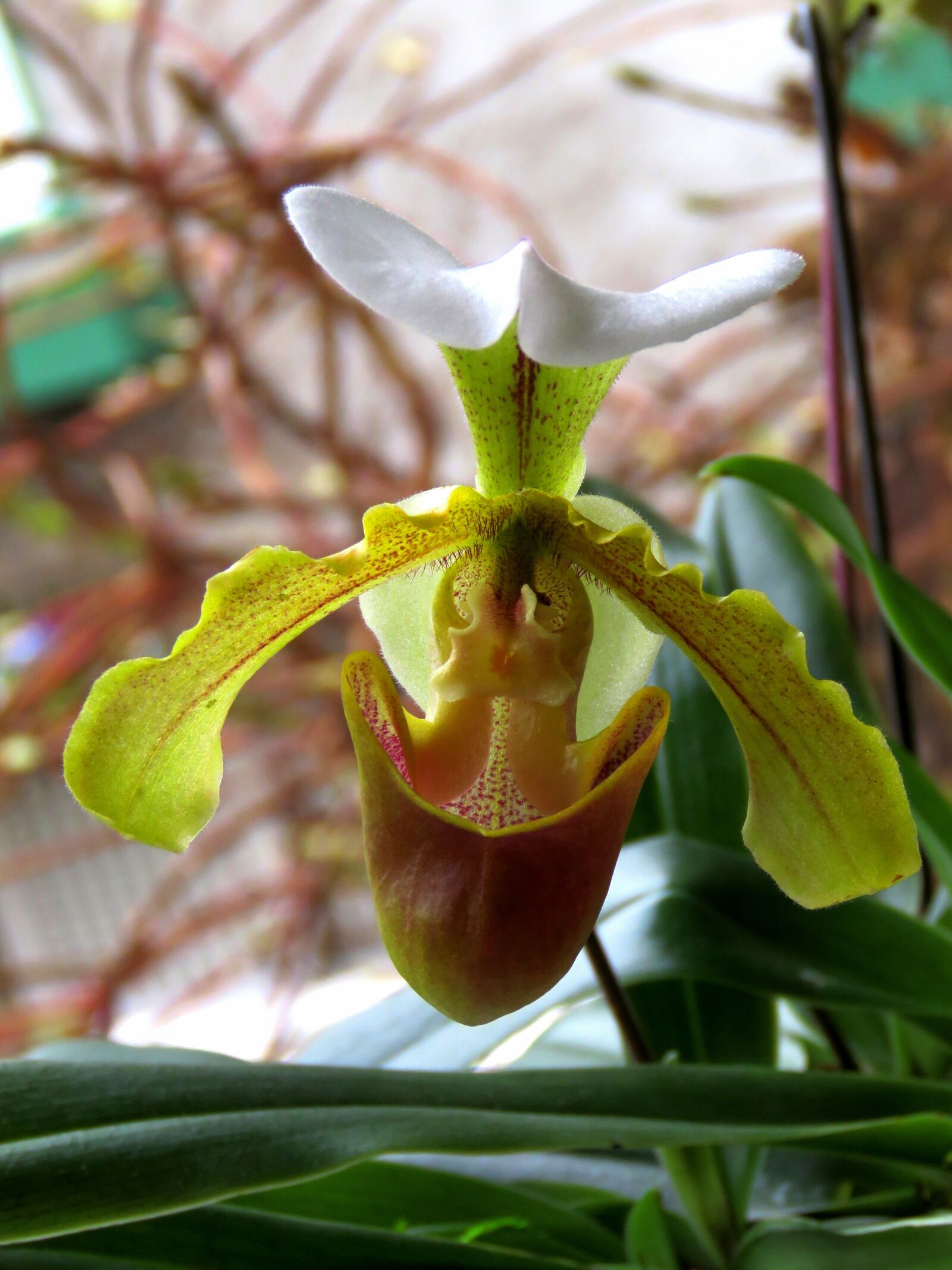 Canon PowerShot SX60 HS sample photo. Orchid, green orchid, flower photography