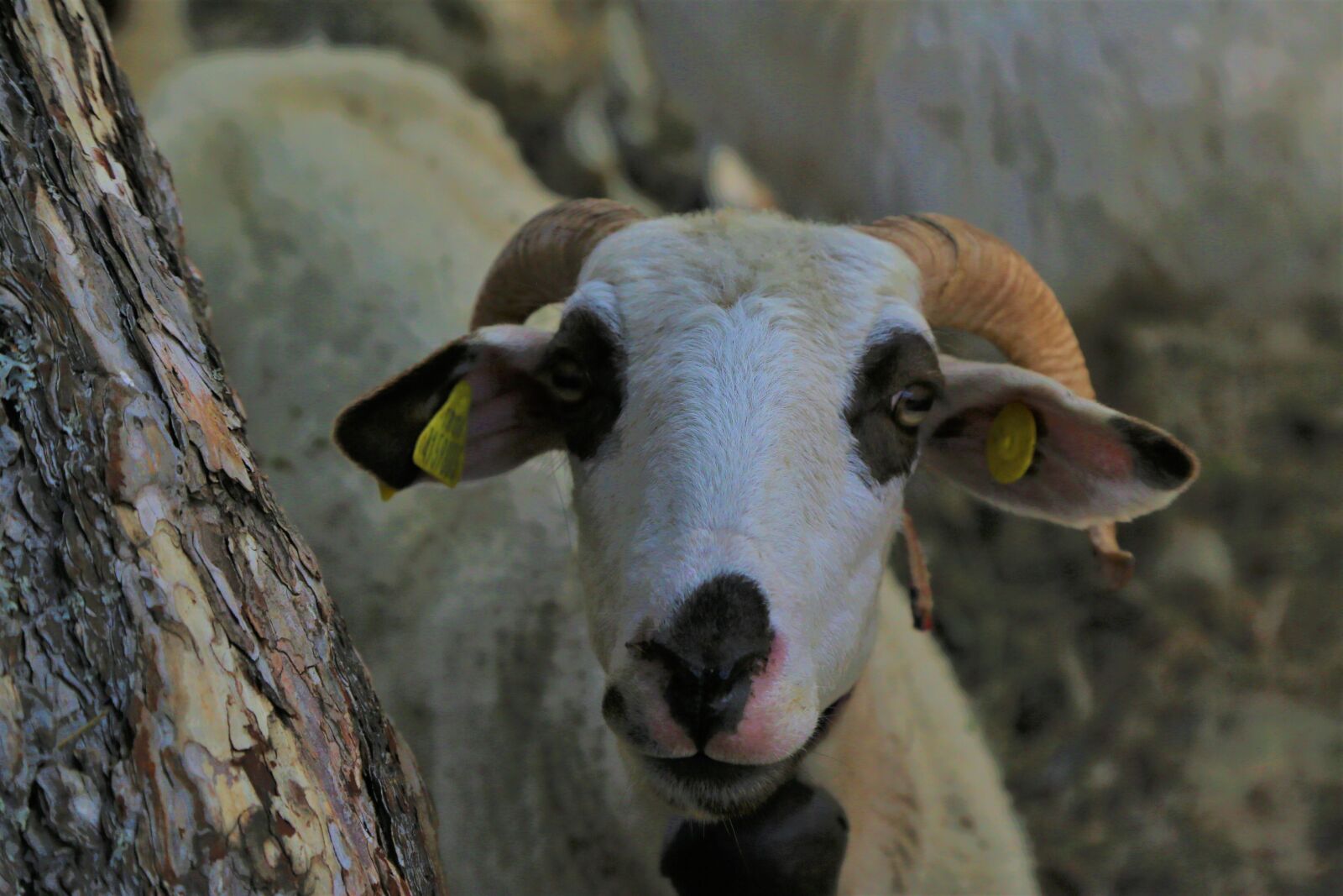 Canon EF 24-105mm F4L IS USM sample photo. Coach, sheep, animal photography