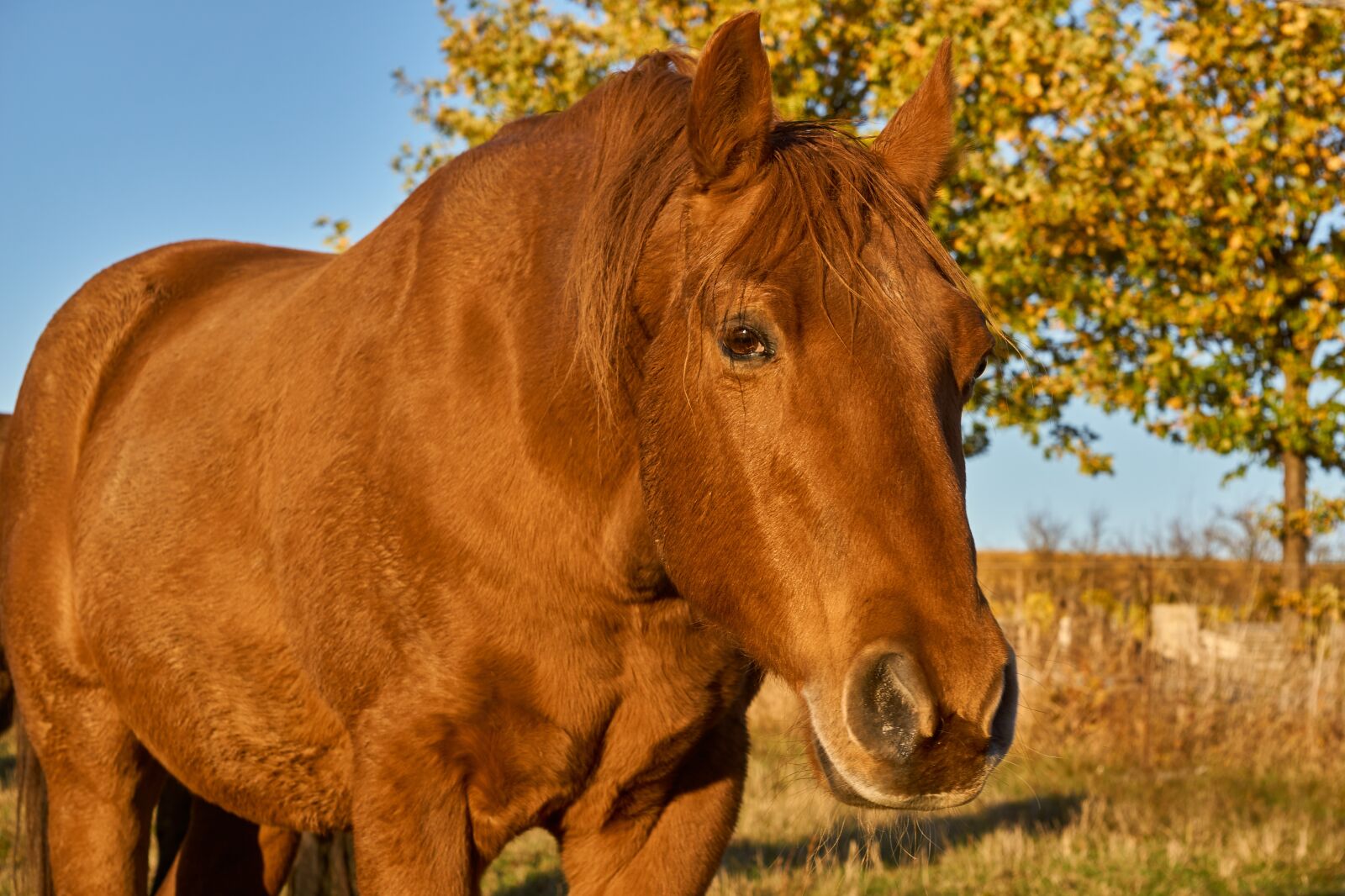 Sony E 55-210mm F4.5-6.3 OSS sample photo. Horse, animal, head photography