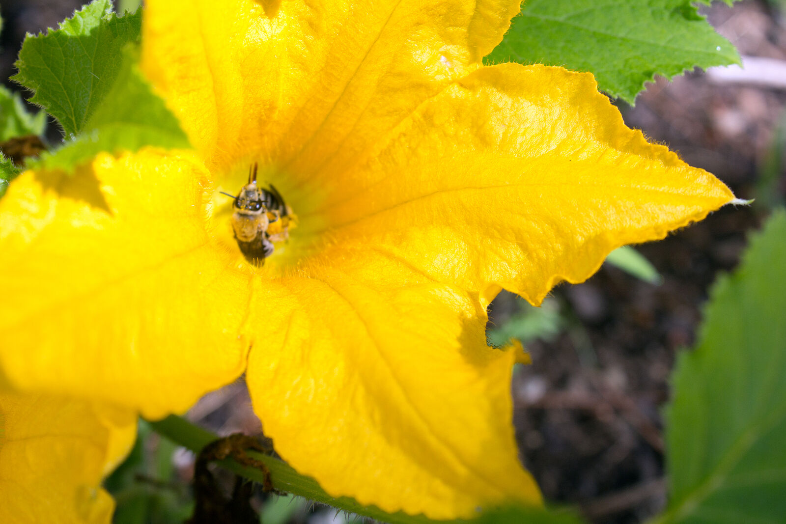 Canon EOS 1200D (EOS Rebel T5 / EOS Kiss X70 / EOS Hi) sample photo. Bees, flower, gardening, honeybees photography