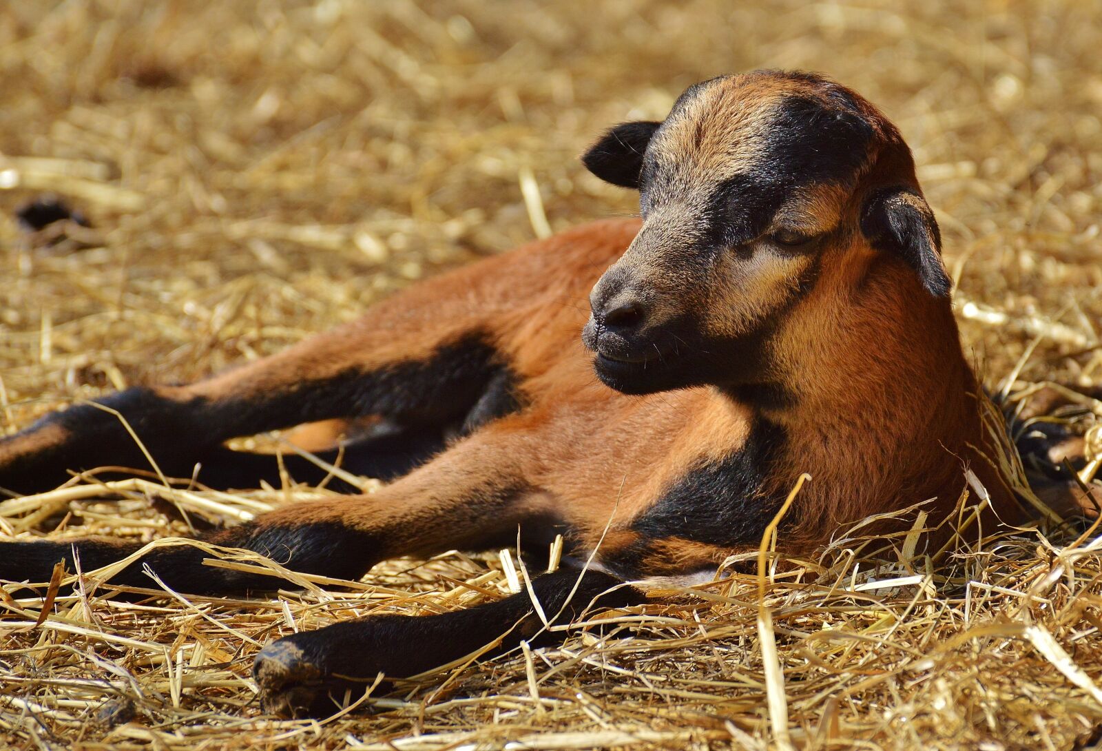 Nikon D3200 sample photo. Sheep, wildpark poing, reborn photography