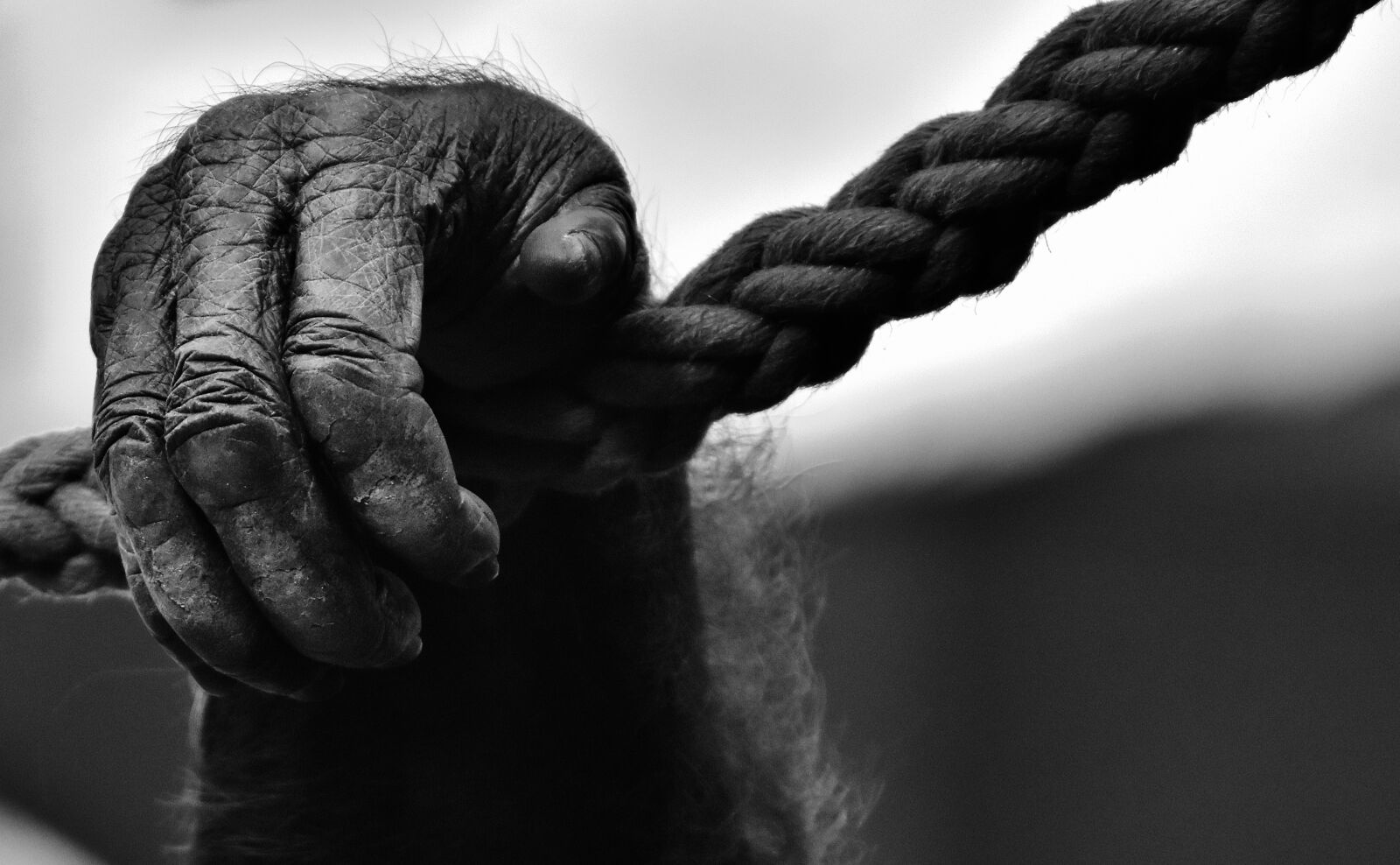 Nikon D7200 sample photo. Hand, monkey, gorilla photography