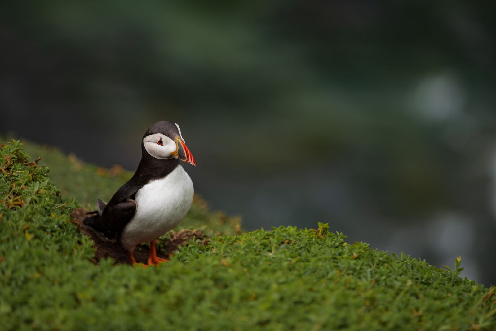 Canon EF 70-200mm F2.8L IS II USM sample photo. Puffin, bird, nature photography