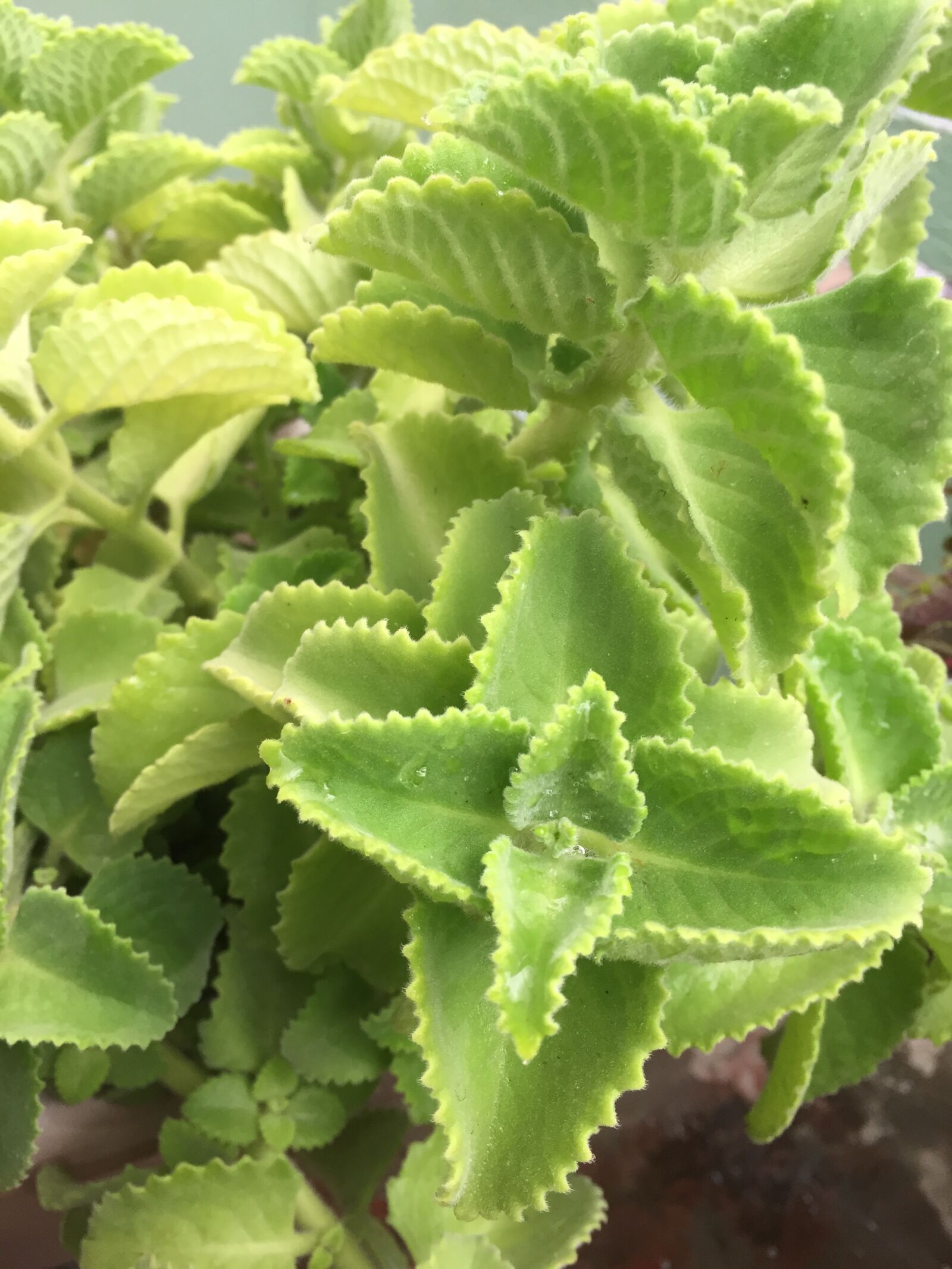 Apple iPhone 6 sample photo. Plant photography