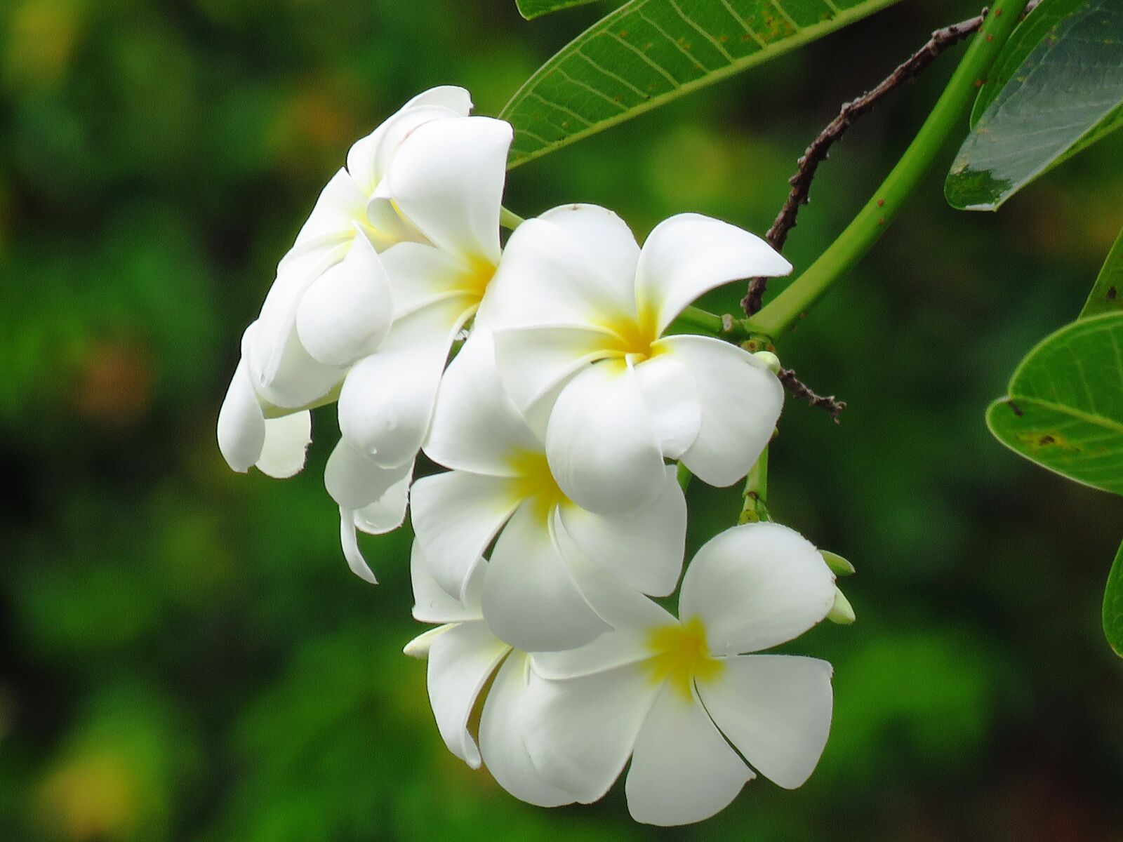 Canon PowerShot SX60 HS sample photo. Flower, white, beautiful photography