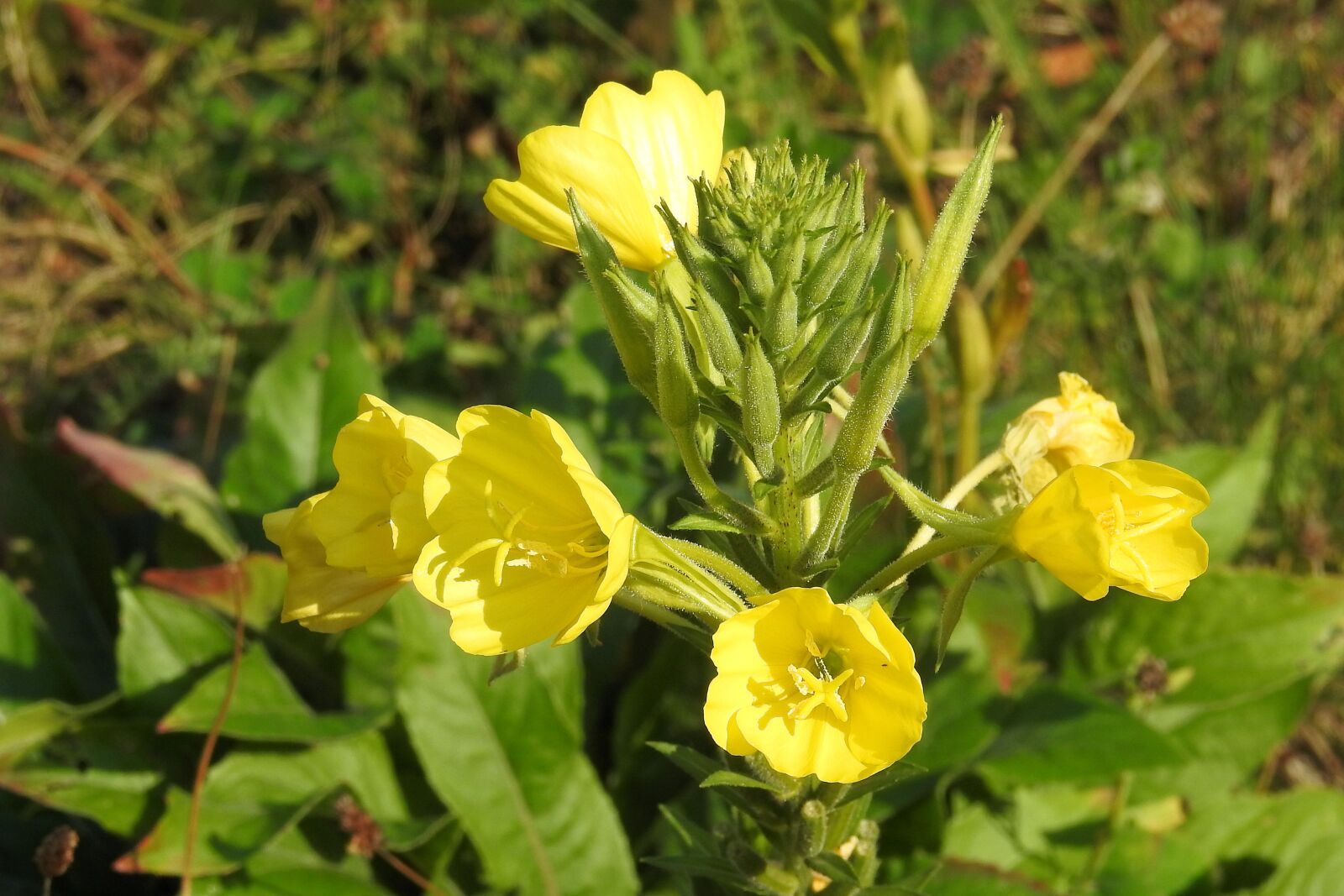 Nikon Coolpix P900 sample photo. Pink evening primrose, flowers photography