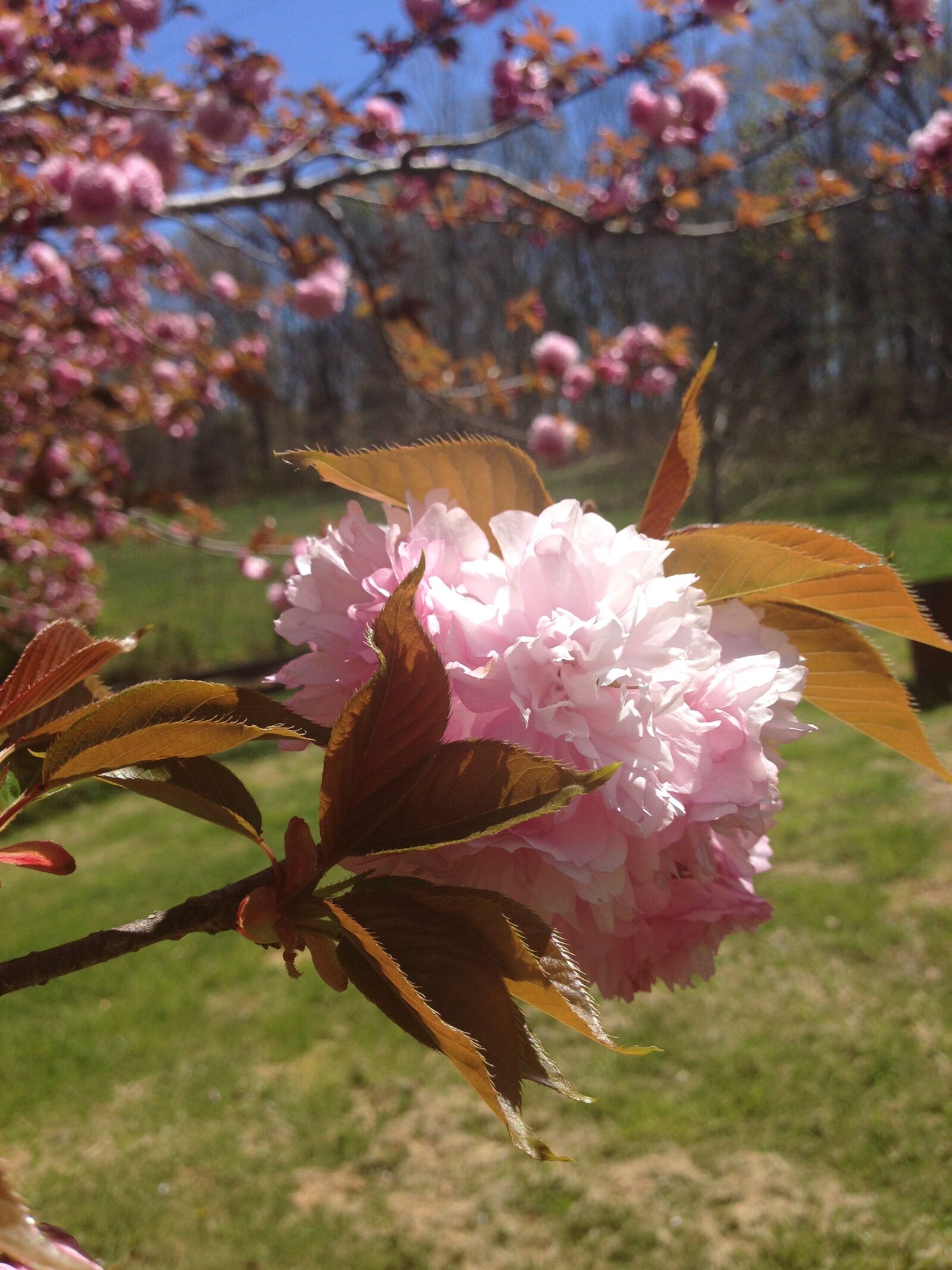 Apple iPhone 5 sample photo. Tree, flower, cherry photography