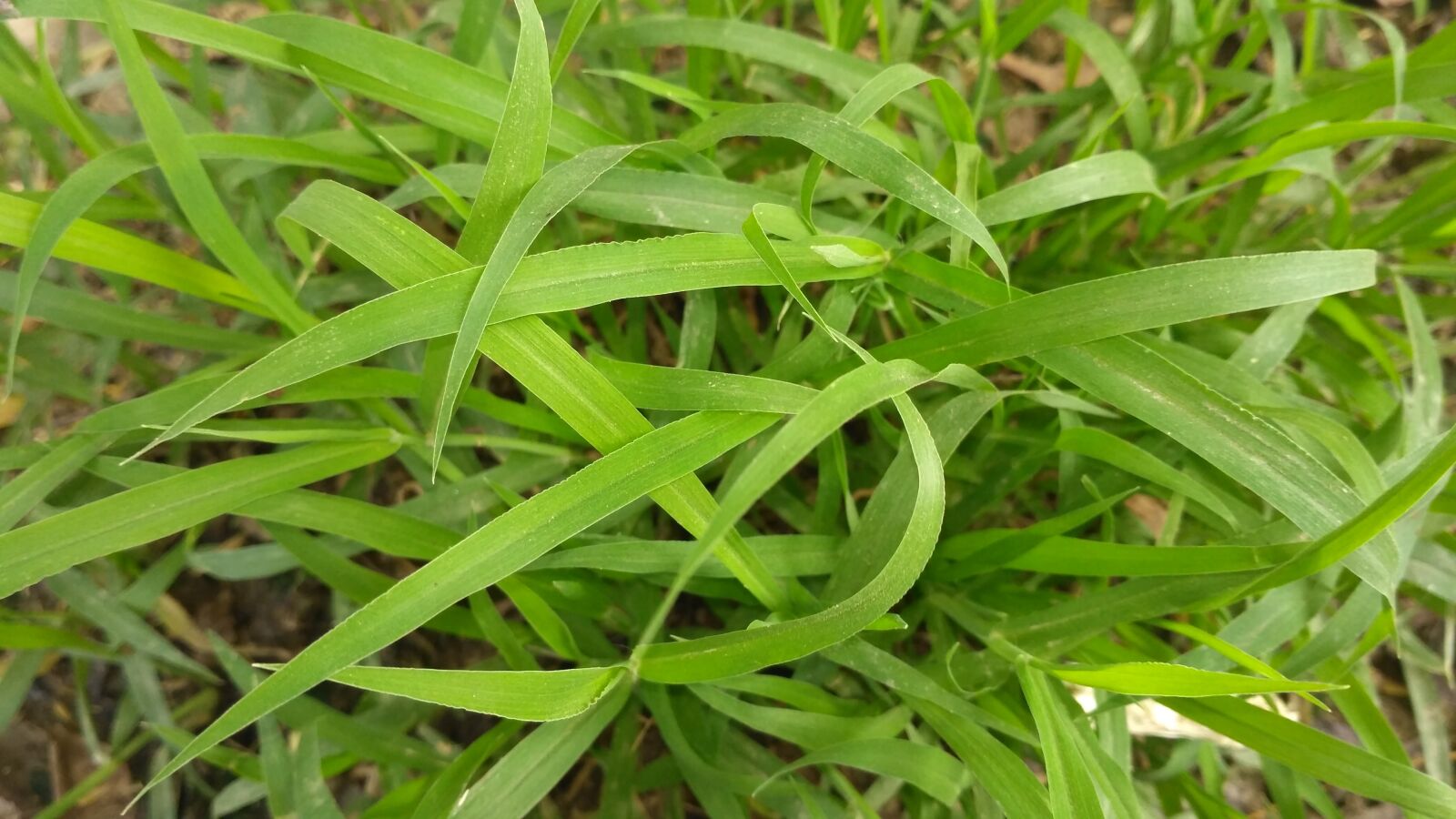 Xiaomi Redmi 3S sample photo. Green images, natural green photography