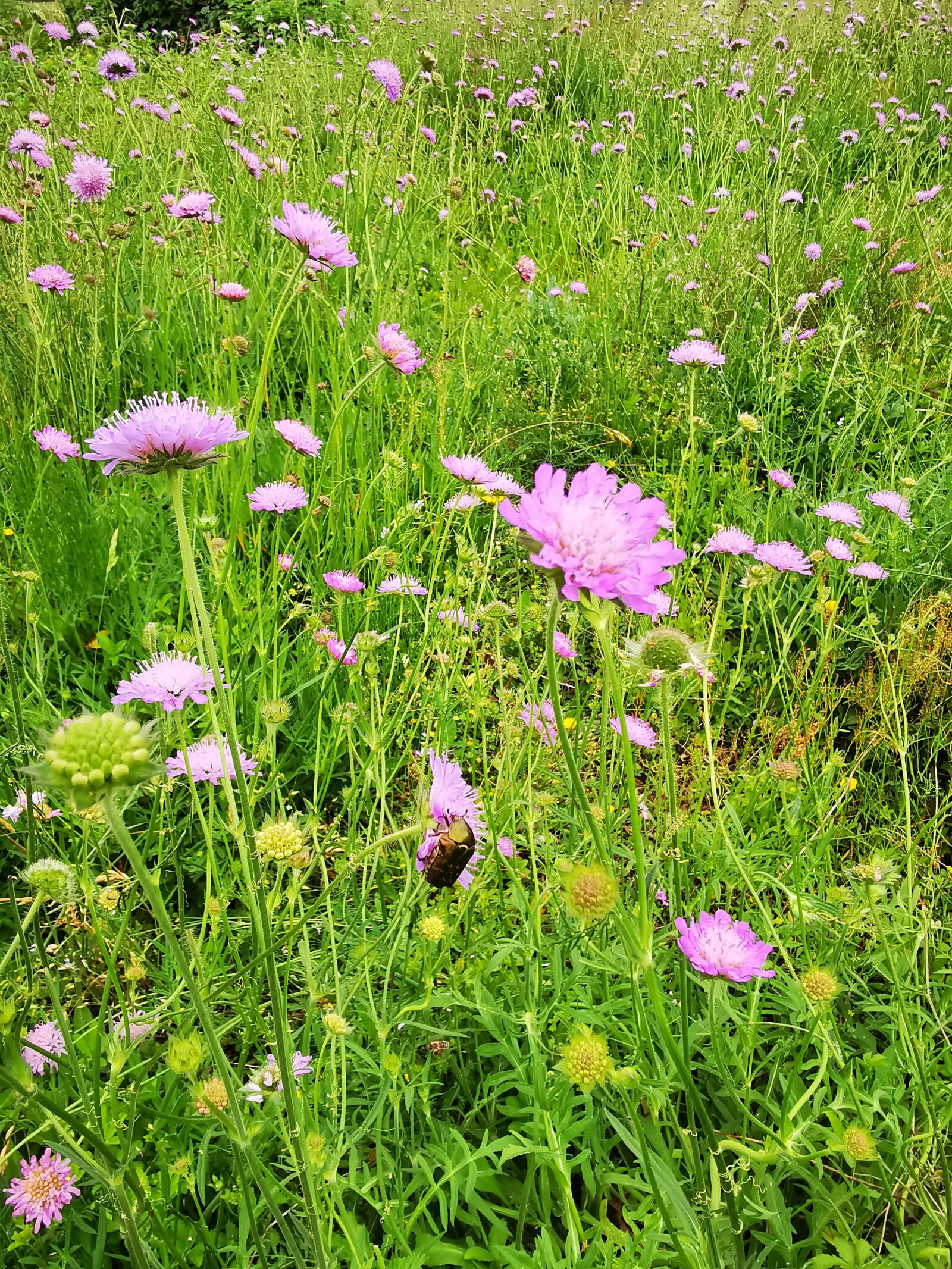 HUAWEI P30 Pro sample photo. Dissen, herb garden, beetle photography