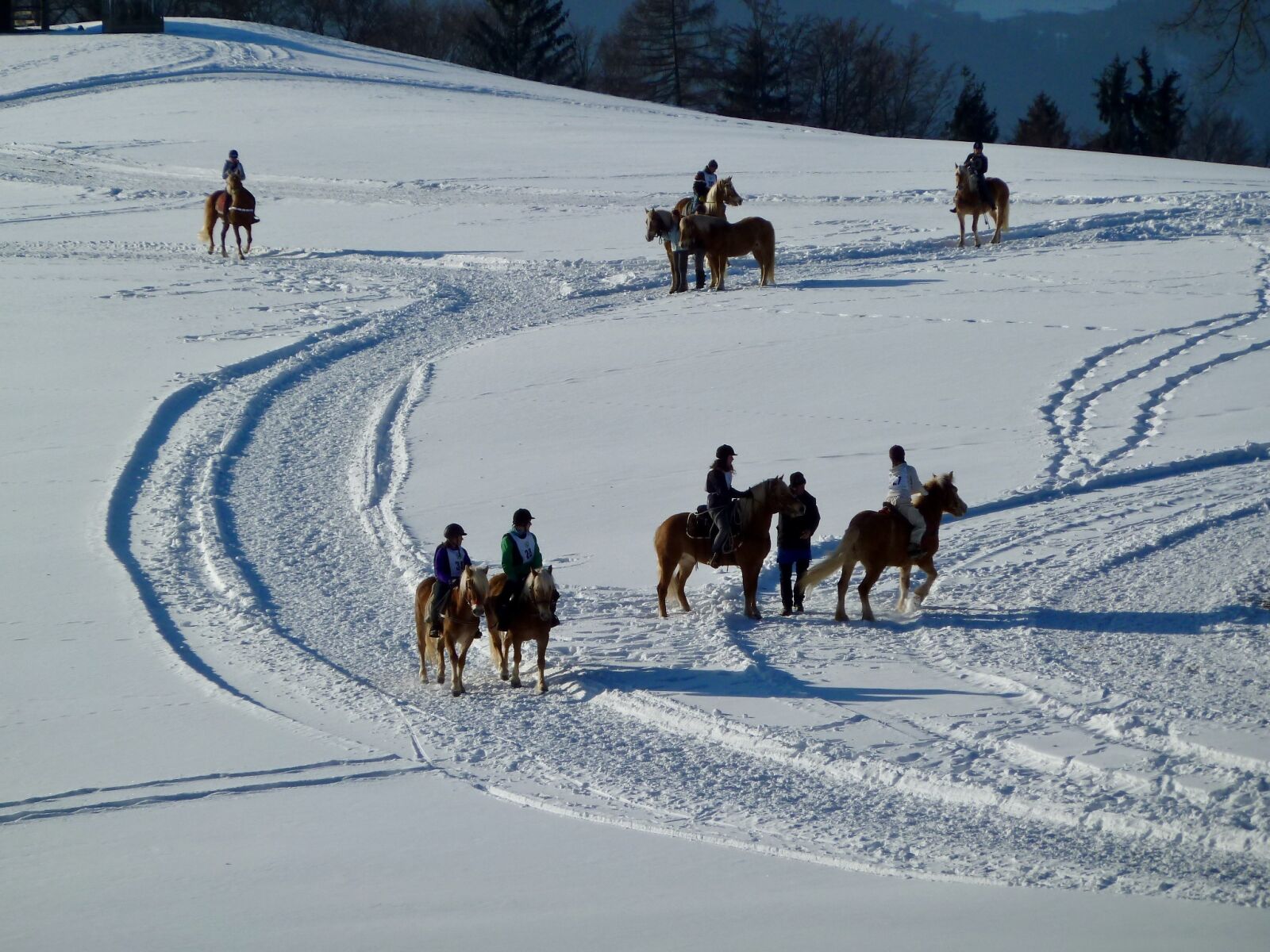 Panasonic Lumix DMC-ZS7 (Lumix DMC-TZ10) sample photo. Snow, mountain, horses photography