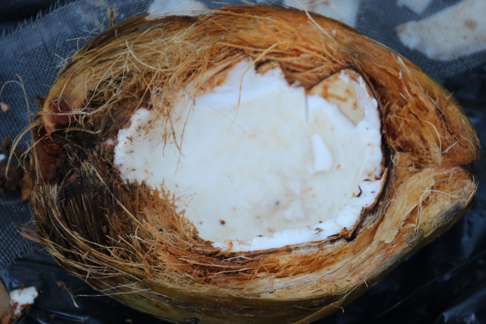 Canon EOS 7D Mark II sample photo. Coconut, coconut, tre, eat photography