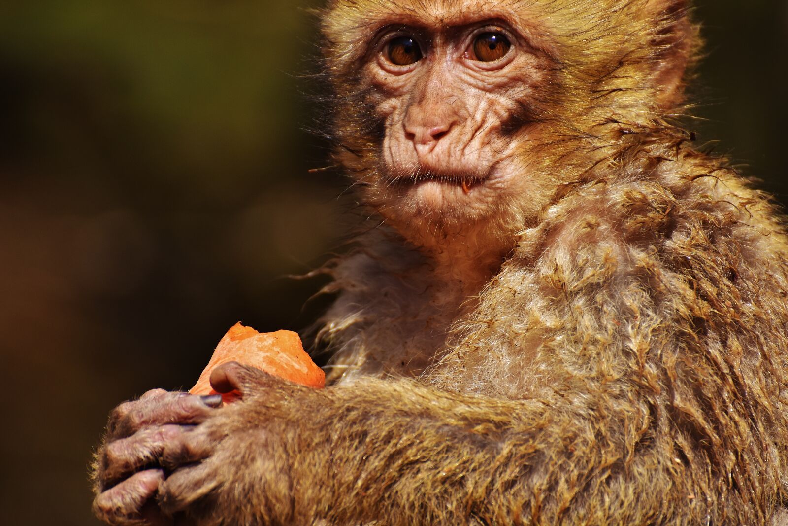 Nikon D7200 sample photo. Barbary ape, eat, food photography
