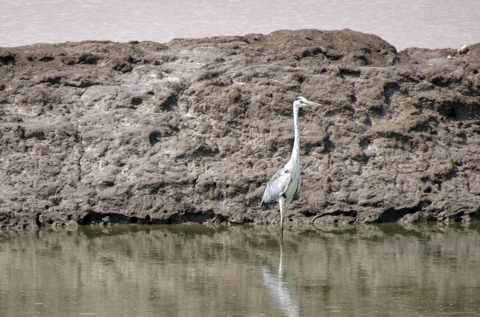 Sony Cyber-shot DSC-HX90V sample photo. Grey heron, ardea cinerea photography