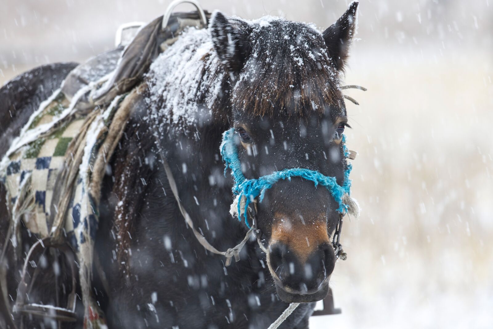 Canon EOS 5D Mark II sample photo. In the winter, horse photography