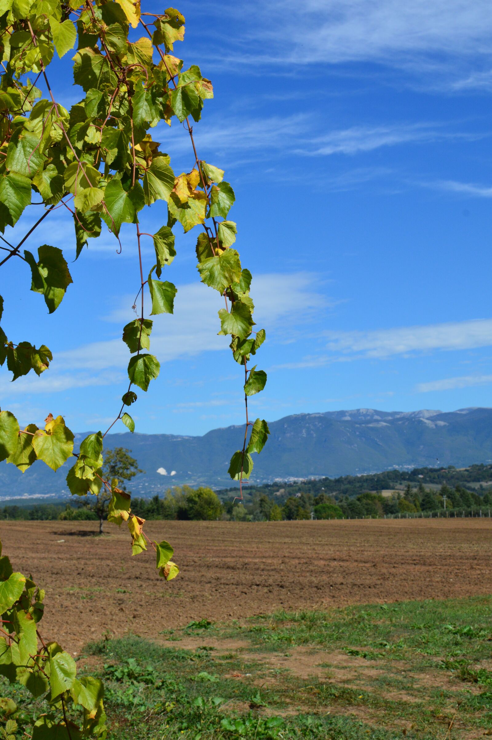 Nikon D3200 sample photo. Italy, grape vine, wine photography