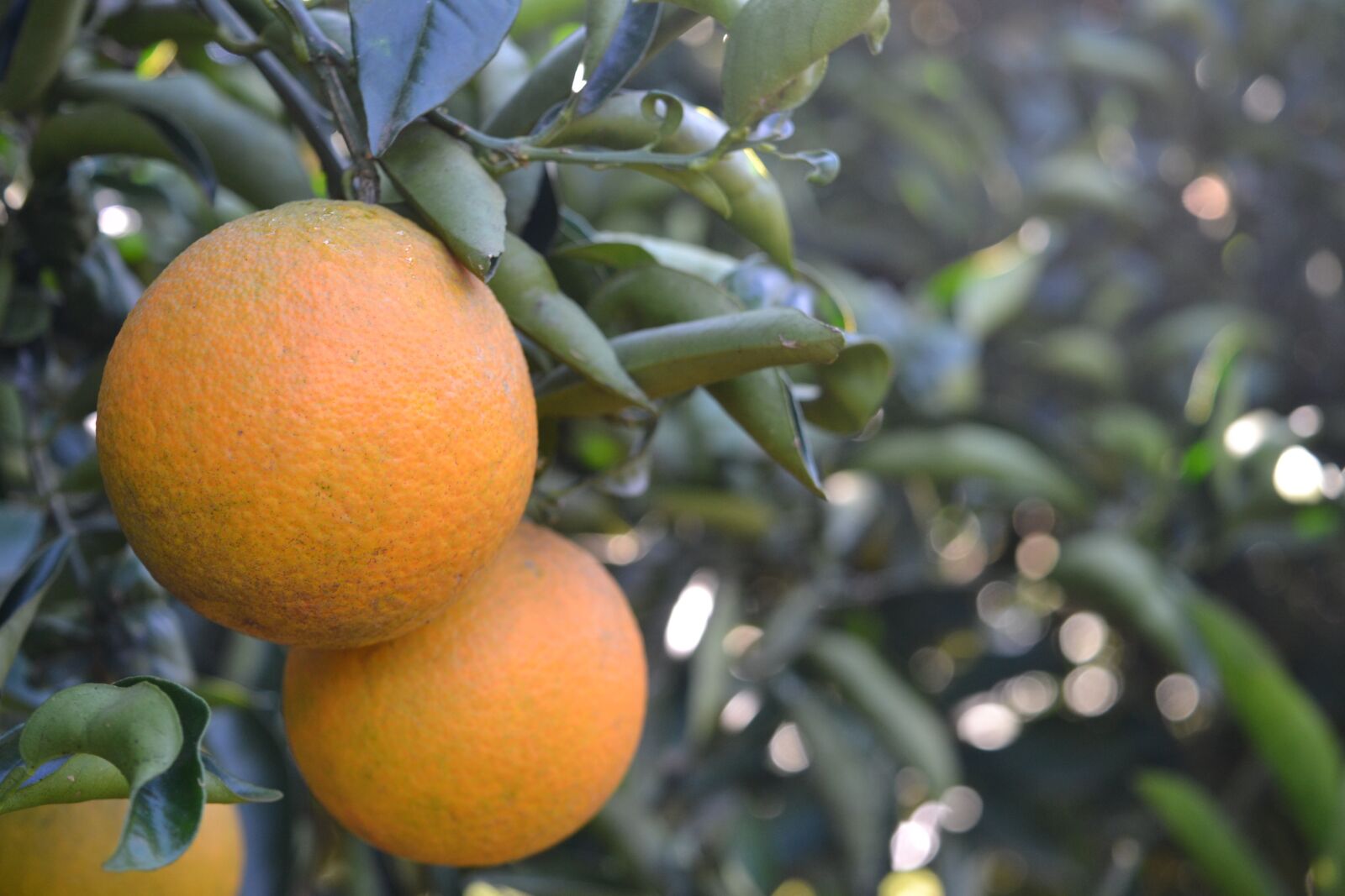 Nikon D3100 sample photo. Orange, fruit, healthy photography