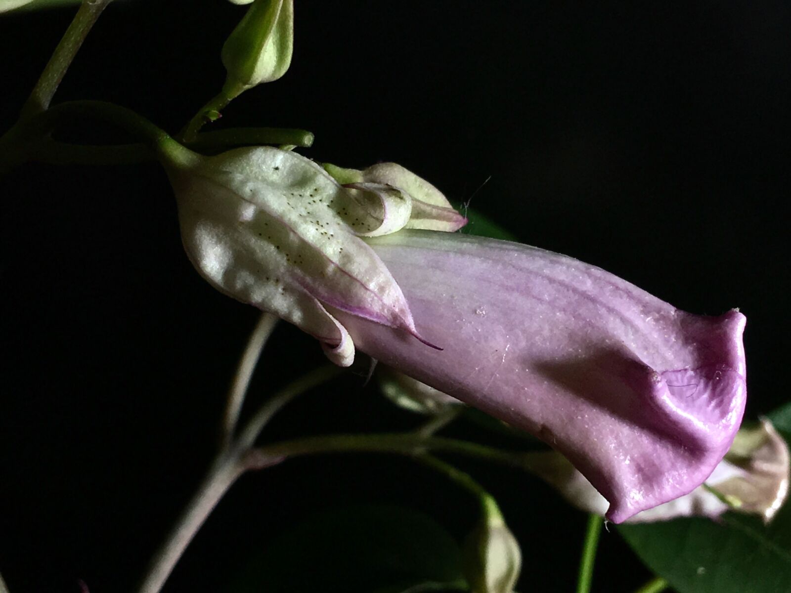 Apple iPhone 6s Plus sample photo. Pimpollo pink, pink petals photography