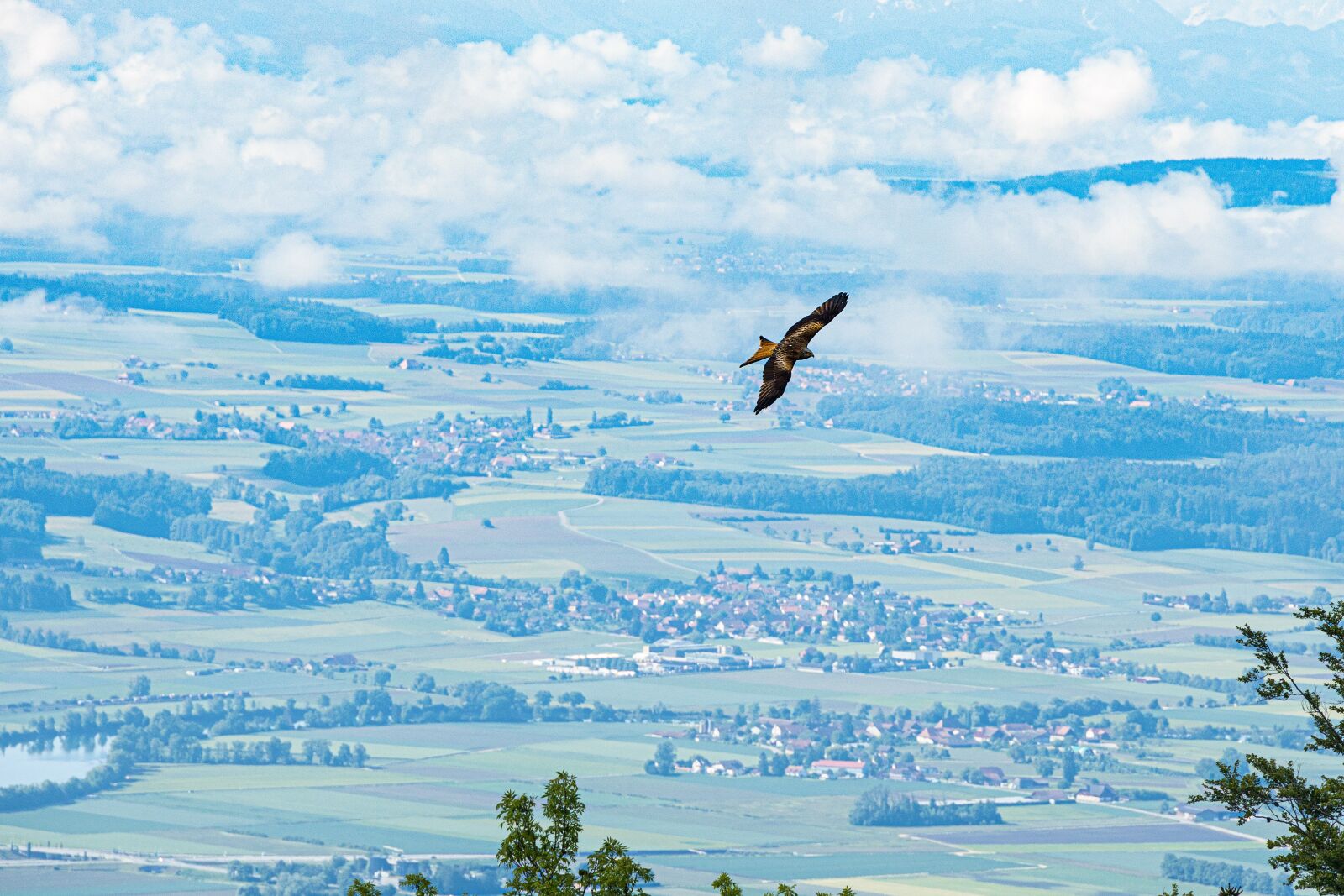 Canon EOS R sample photo. Raptor, flight, aare photography