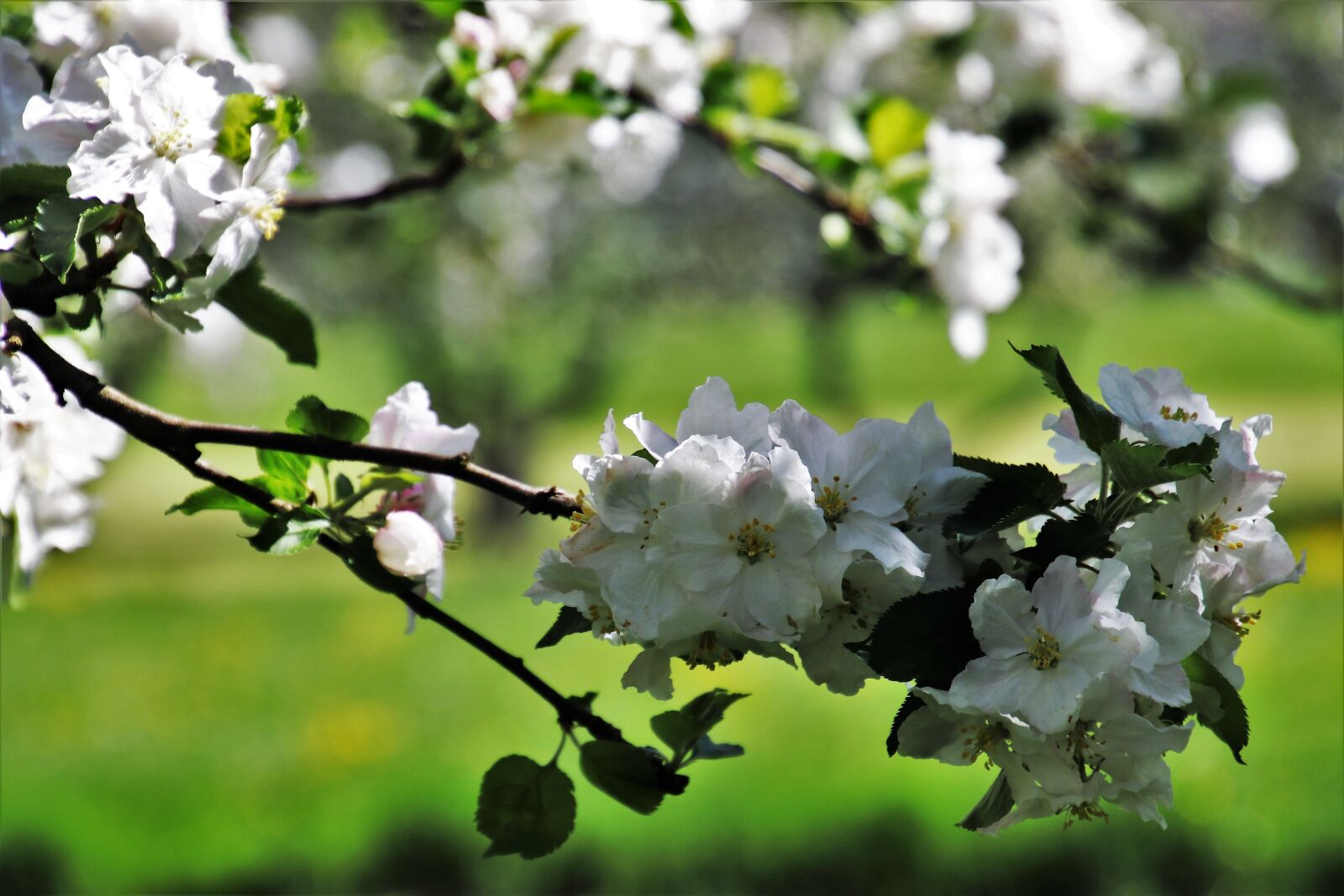 Canon EOS 80D sample photo. In the garden, spring photography