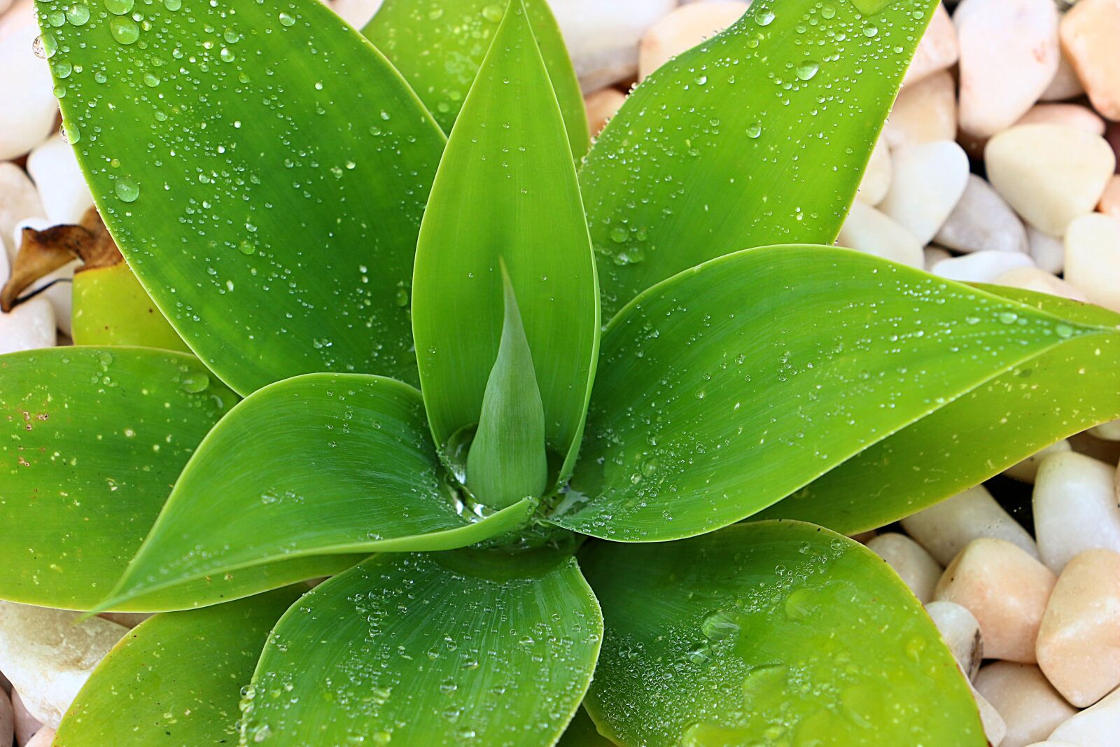 Canon EOS 70D sample photo. Agave, juicy, green photography
