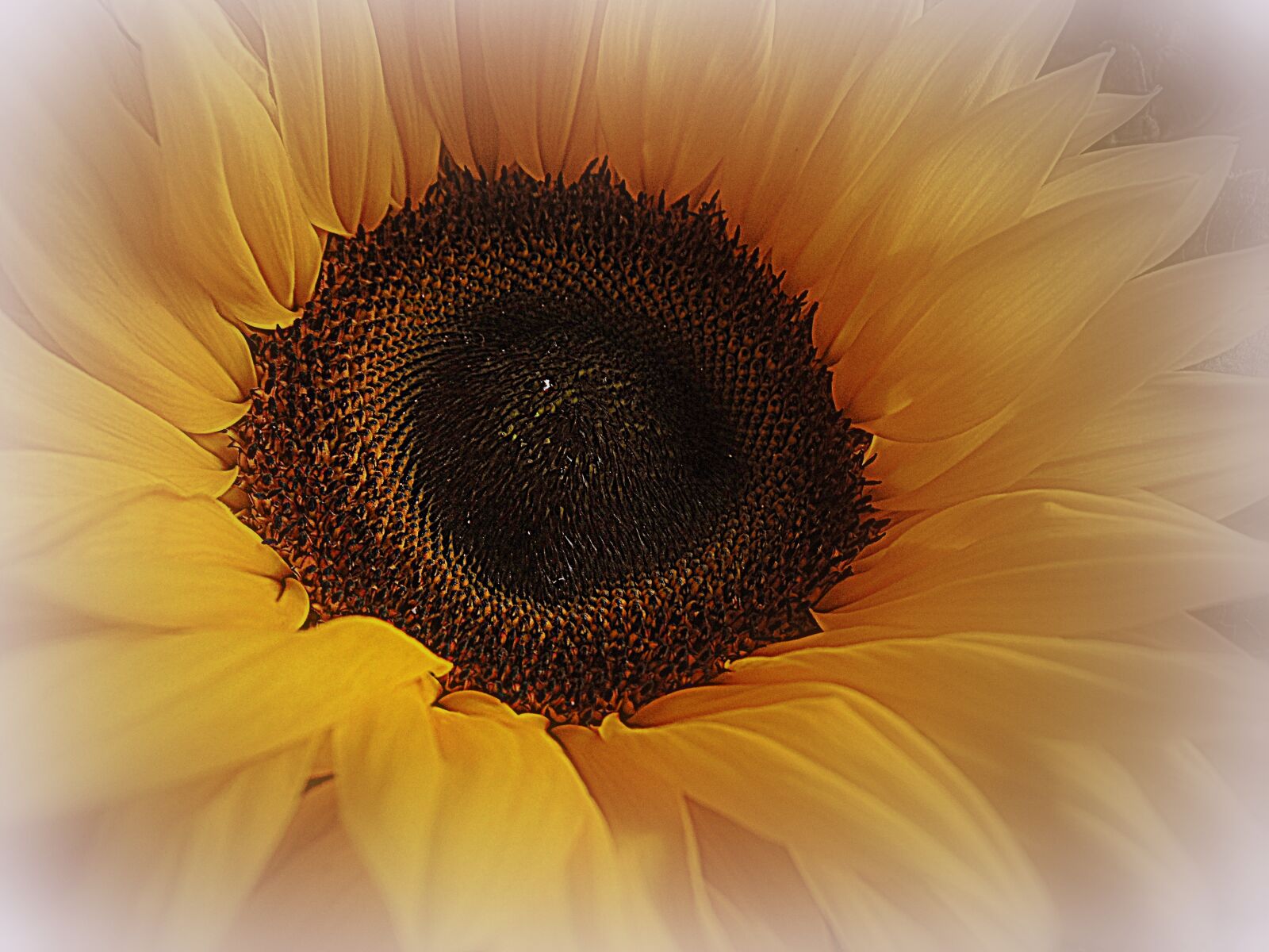 Sony Cyber-shot DSC-H300 sample photo. Sunflower, yellow, color key photography