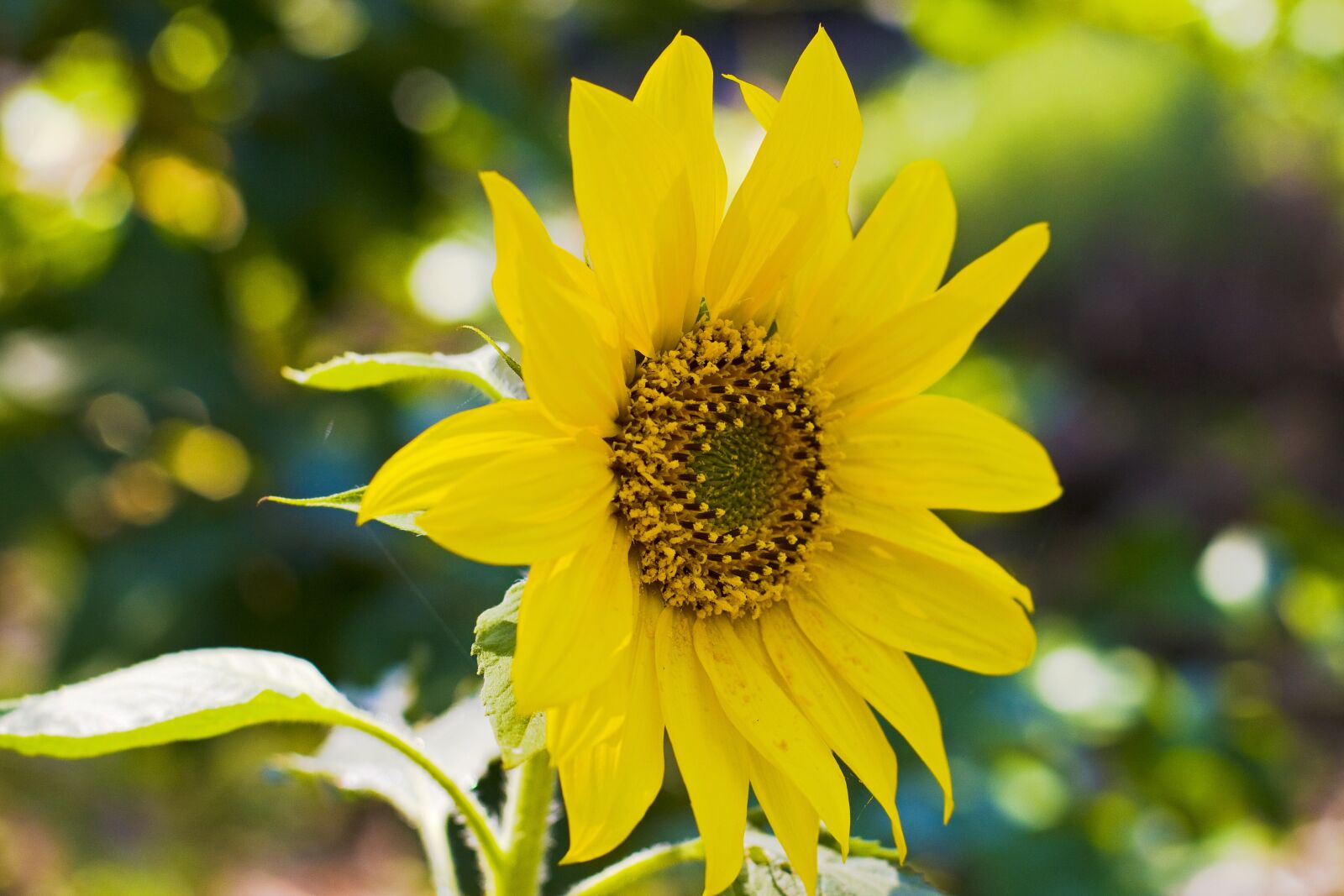 Canon EF 50mm F1.4 USM sample photo. Sunflower, plant, flora photography