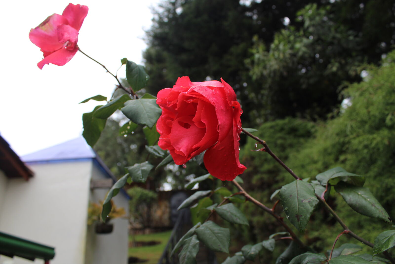 Canon EOS 1300D (EOS Rebel T6 / EOS Kiss X80) sample photo. Red, rose photography
