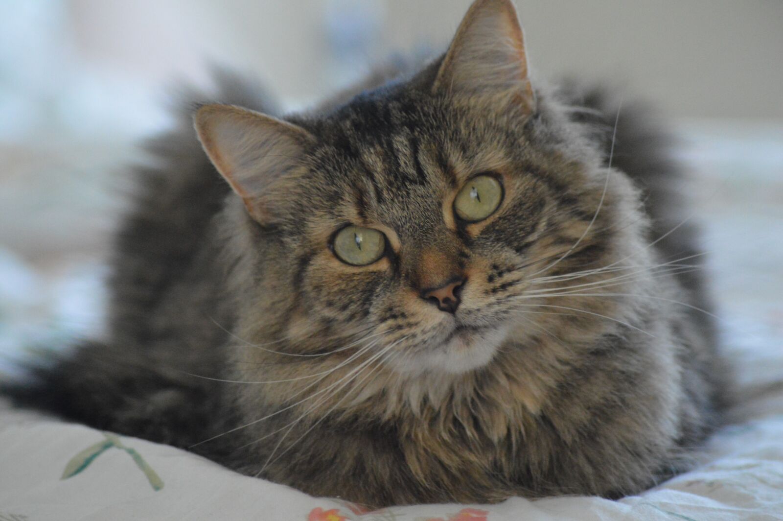 Nikon D3200 sample photo. Cat, tabby, pet photography