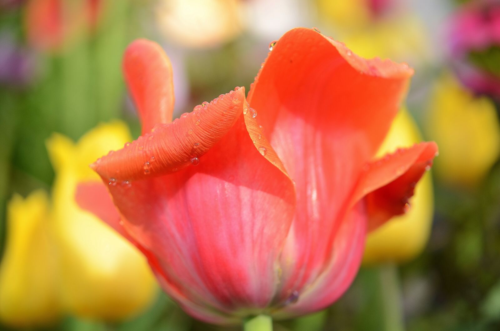 Nikon D7000 sample photo. Tulip, flower, spring photography