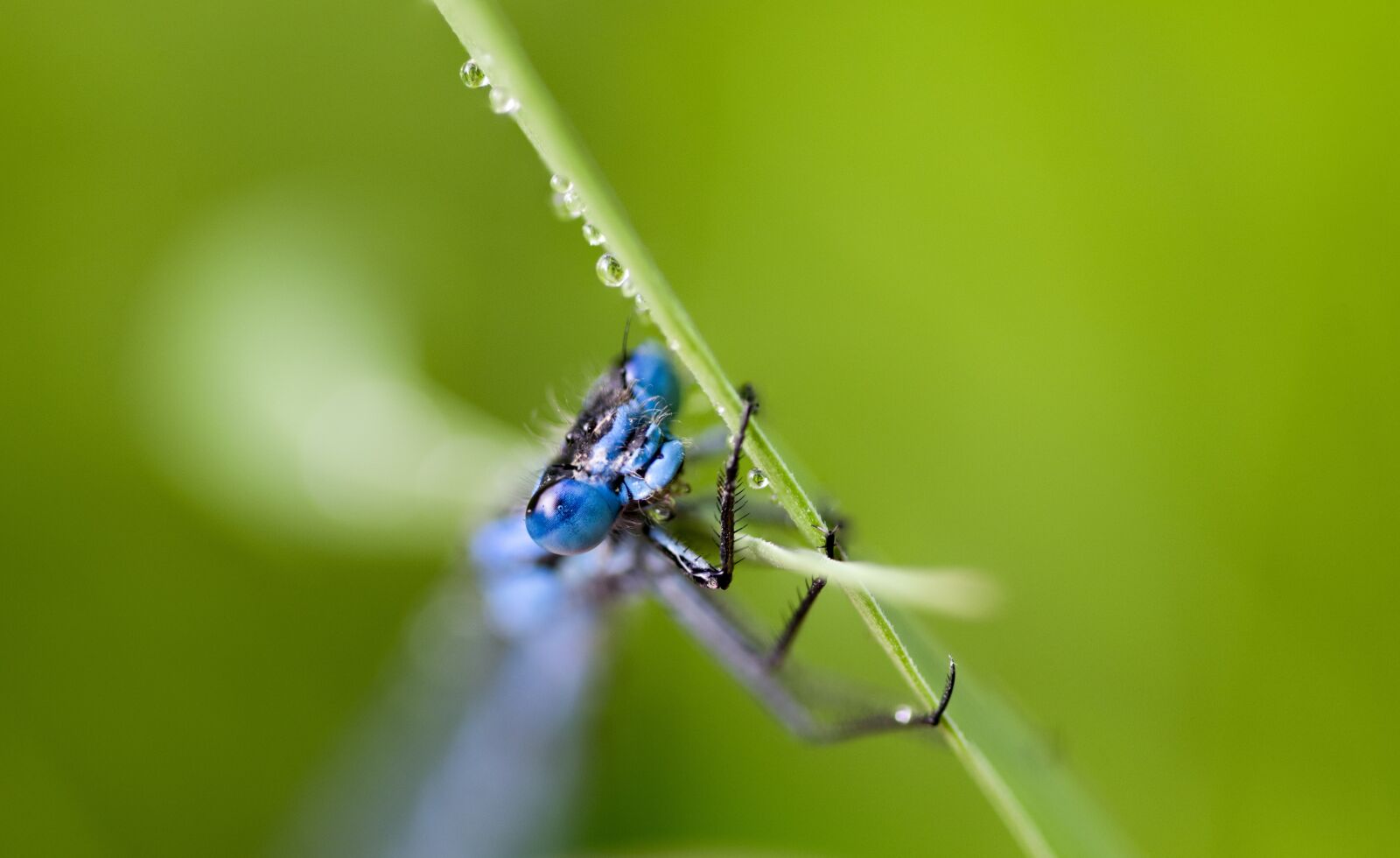 Nikon D5300 sample photo. Insect, dragonfly, macro photography