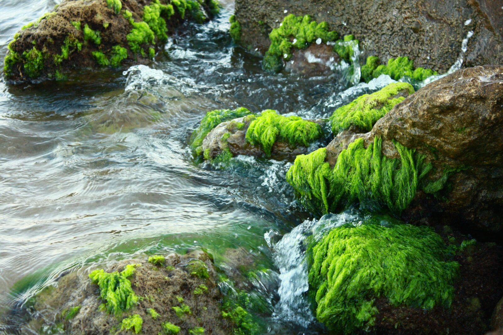 Canon EOS 450D (EOS Rebel XSi / EOS Kiss X2) sample photo. Moss, stone, marine photography