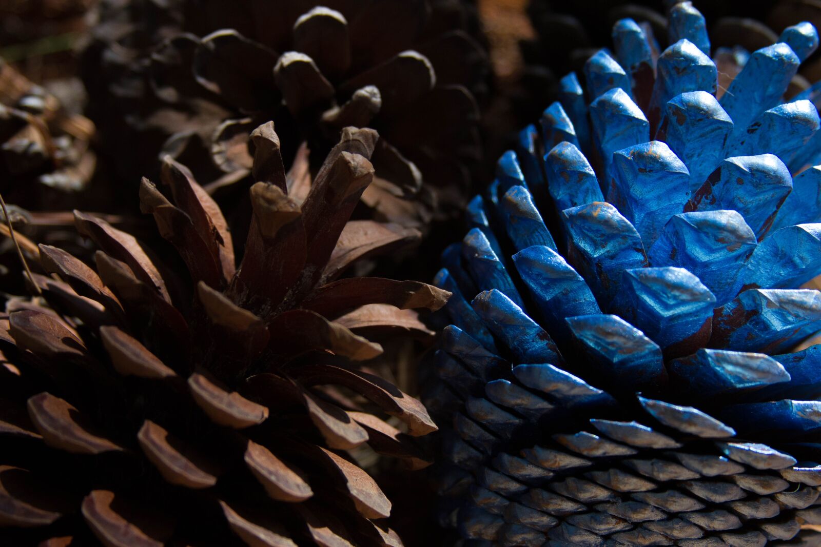 Canon EF 28-135mm F3.5-5.6 IS USM sample photo. Pineapples, field, chile photography