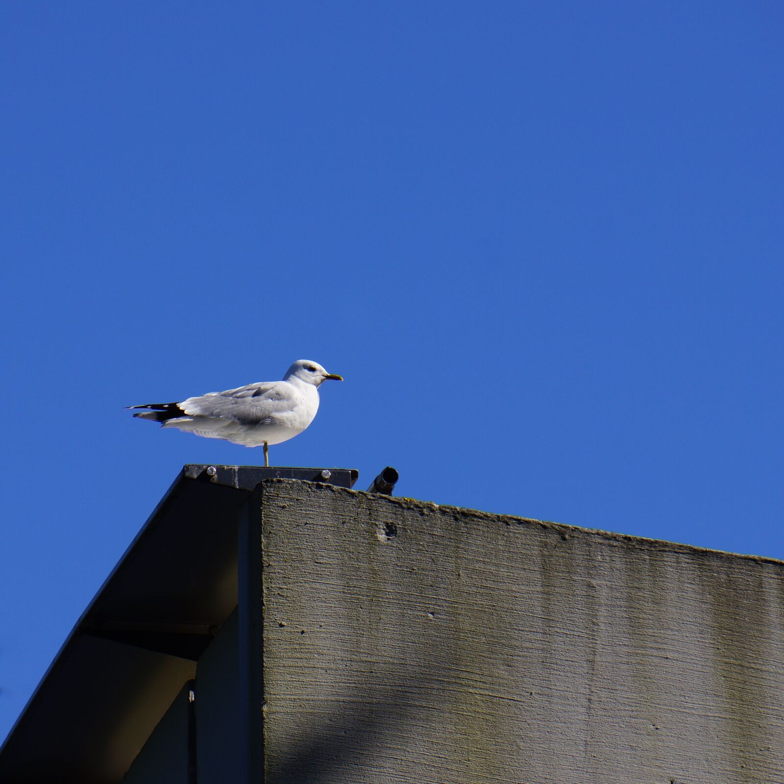 Sony Alpha NEX-7 sample photo. Mew, laridae, bird photography