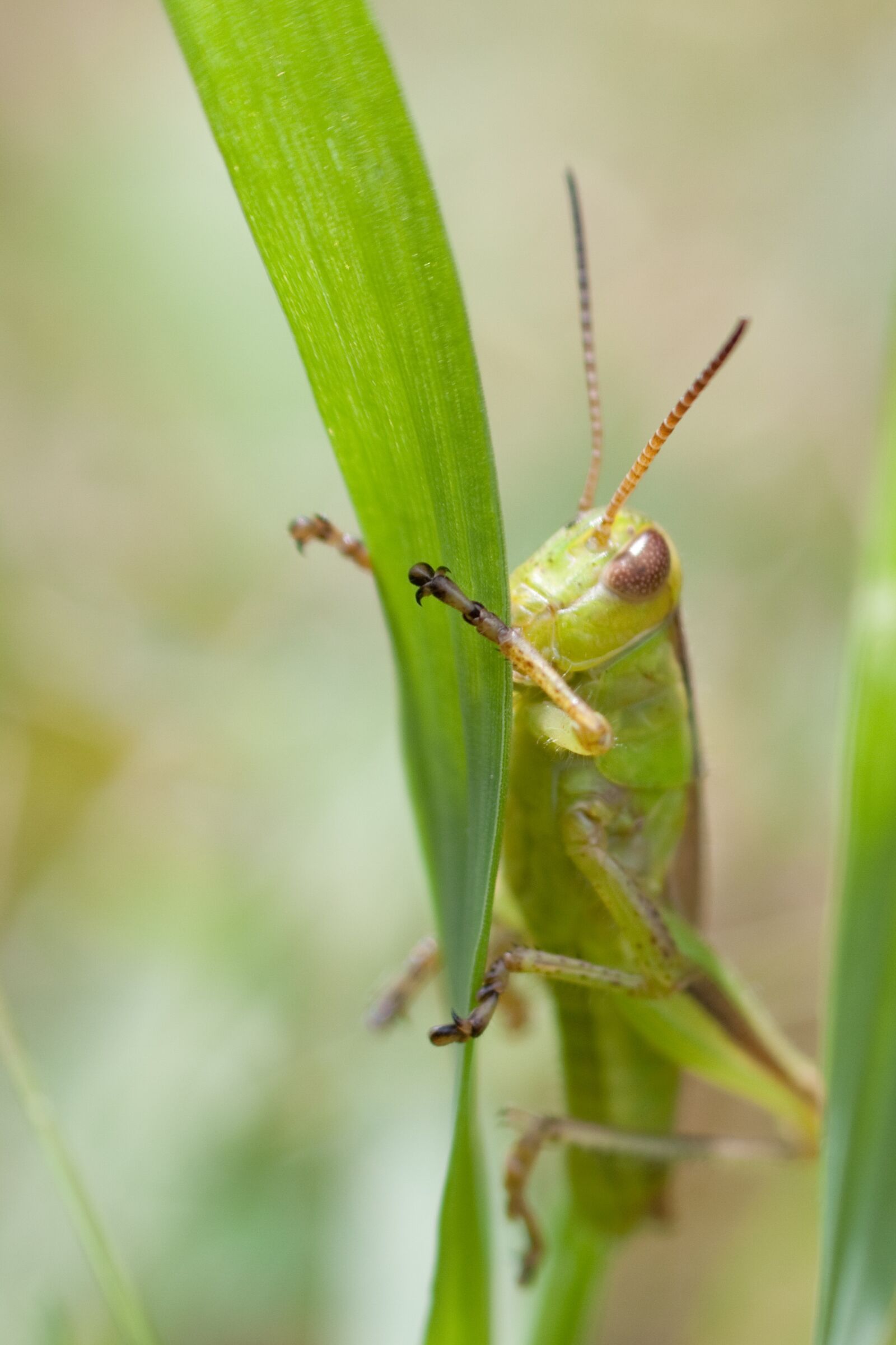 Canon EOS 450D (EOS Rebel XSi / EOS Kiss X2) sample photo. Bug, grasshopper, nature photography