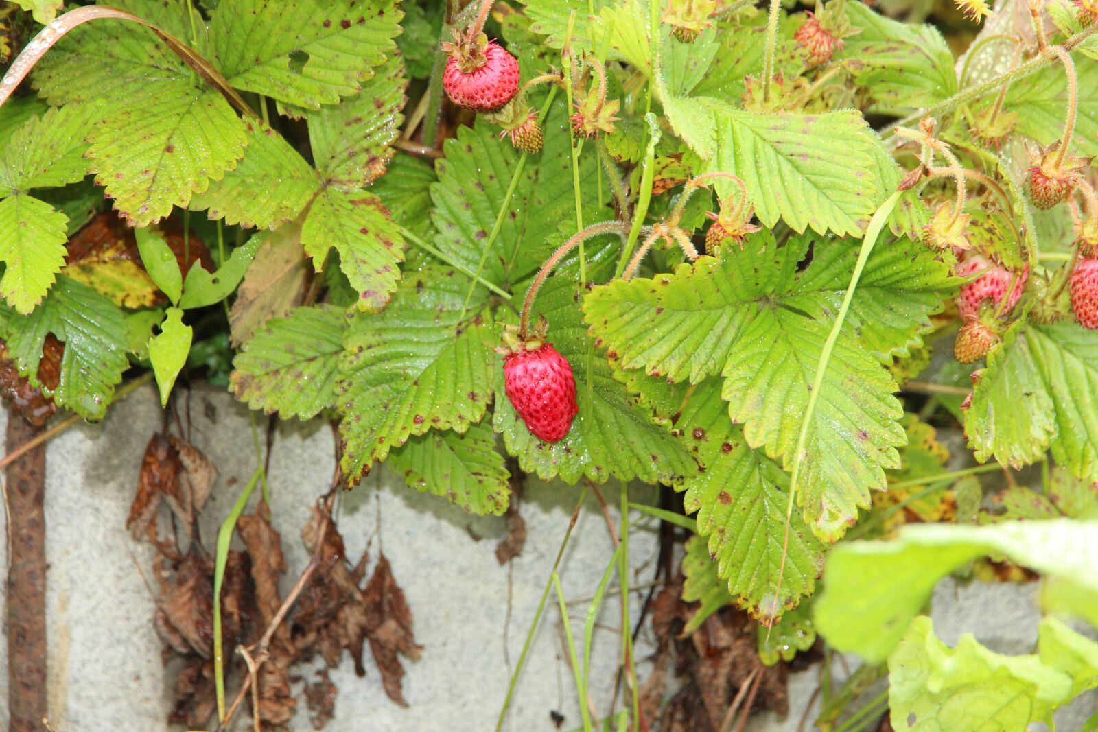 Canon EOS 650D (EOS Rebel T4i / EOS Kiss X6i) + Canon EF-S 15-85mm F3.5-5.6 IS USM sample photo. Wild strawberry, berry, red photography
