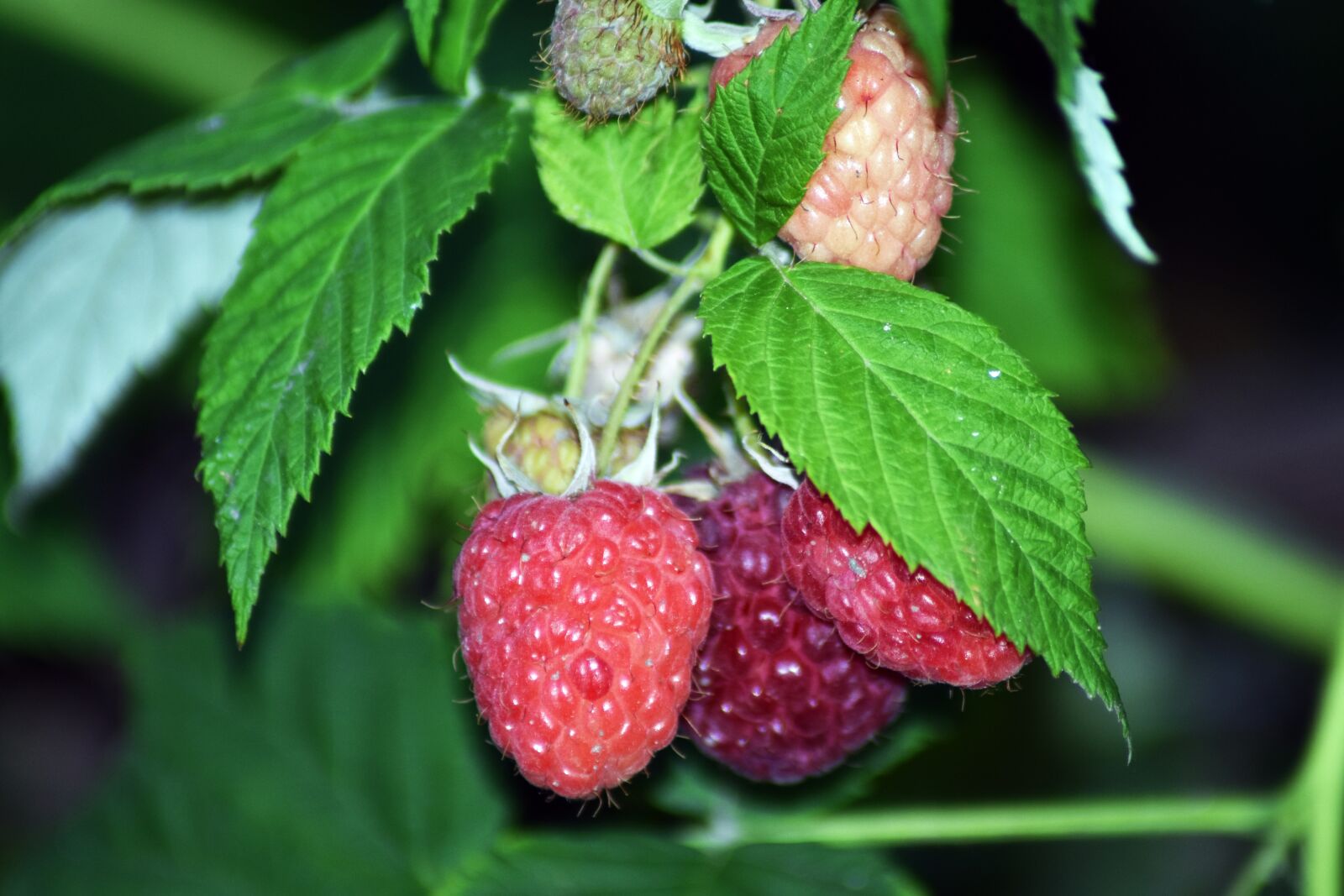 Nikon D3400 sample photo. Raspberry, fruit, mature photography