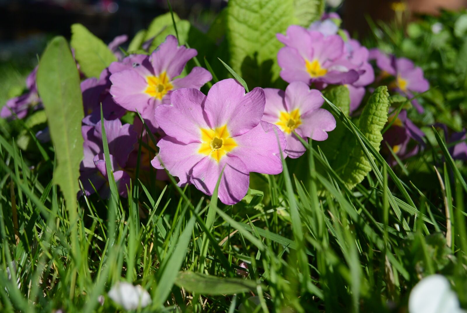 Nikon 1 S1 sample photo. Primroses, violet, flowers photography